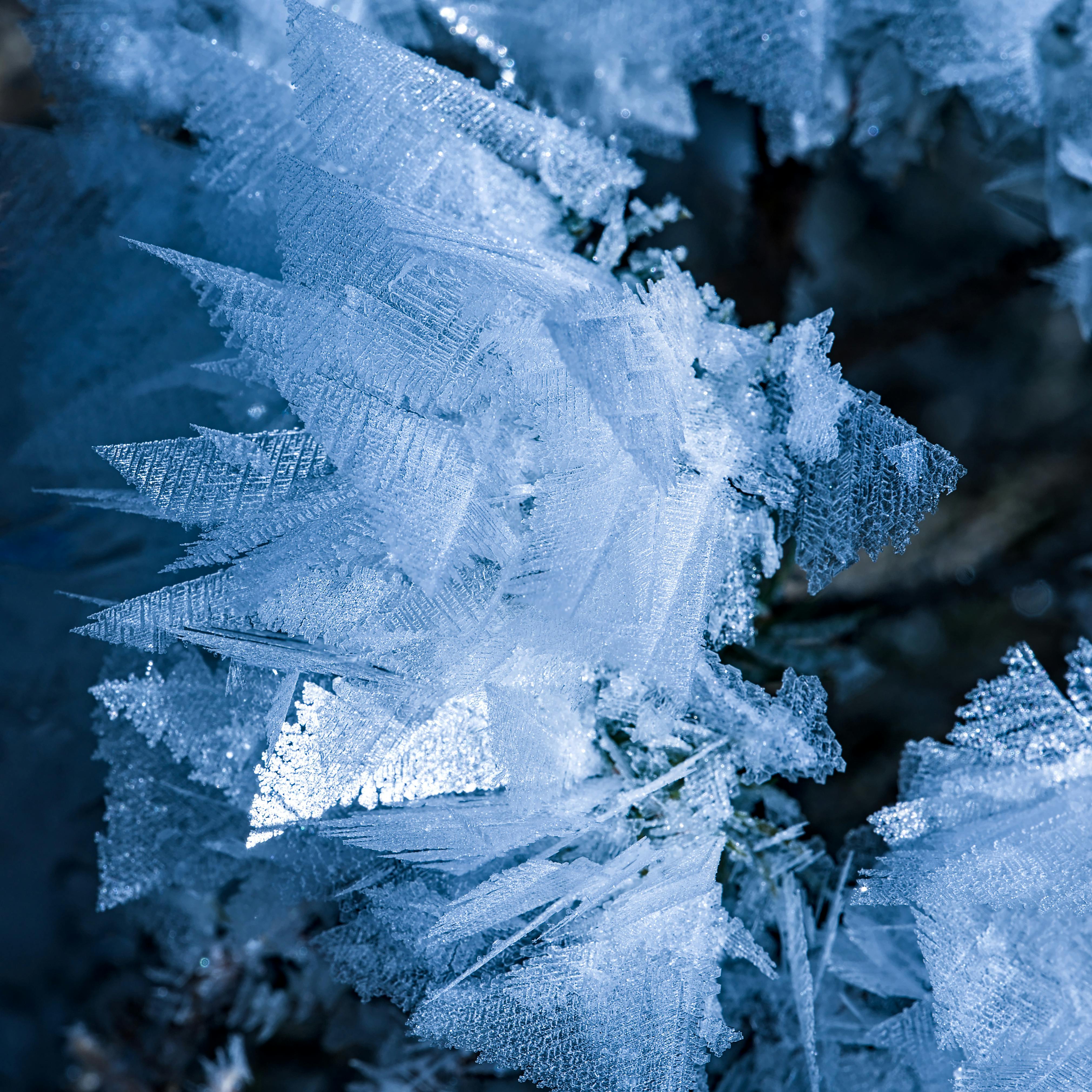 Detailed macro shot of intricate frost crystals on plant leaves, showcasing nature's delicate winter artistry.