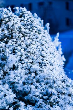 A close-up of a snow-covered bush creating a winter wonderland scene.