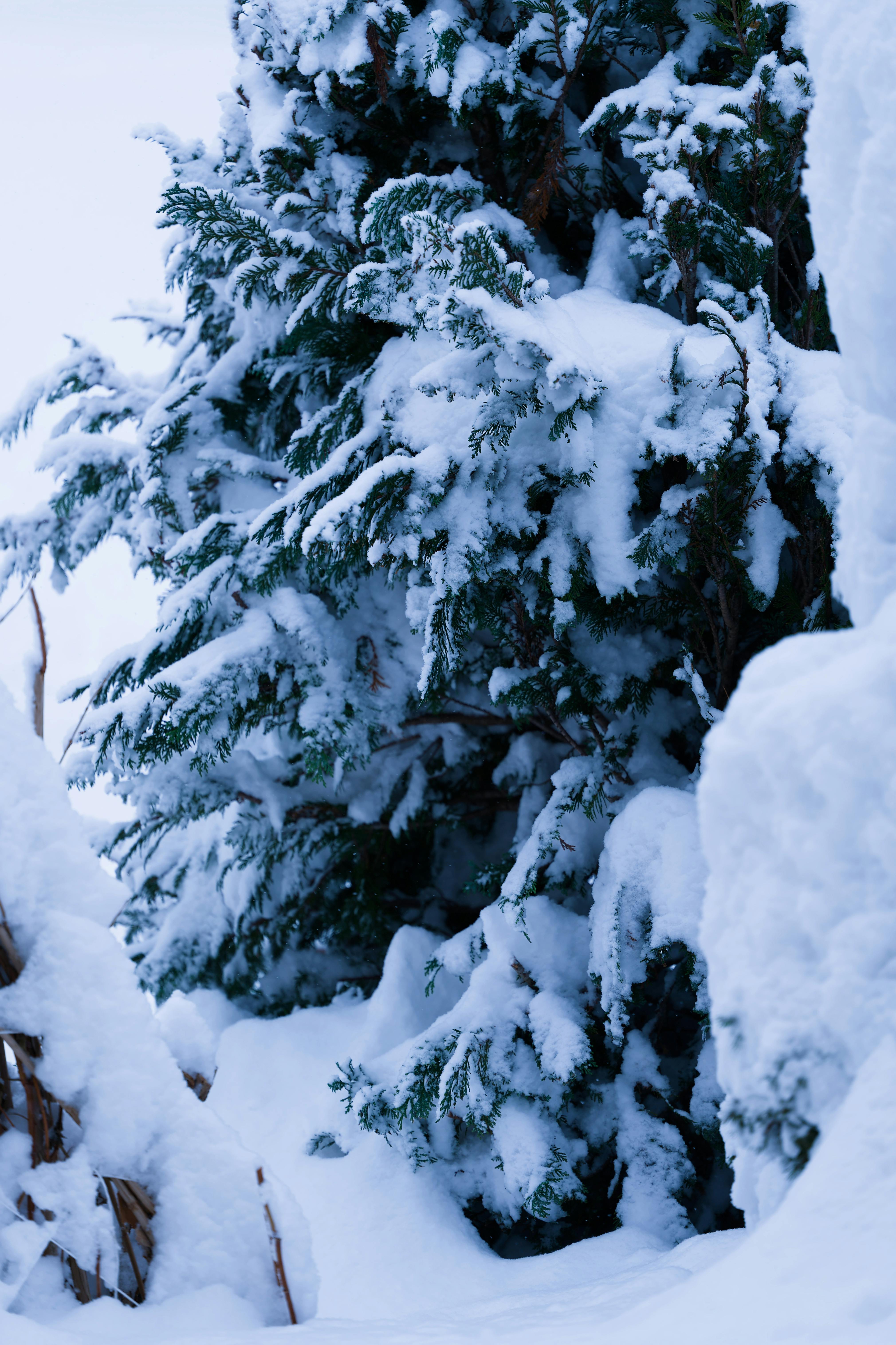 Serene snow-covered trees in a tranquil winter landscape, creating a peaceful atmosphere.