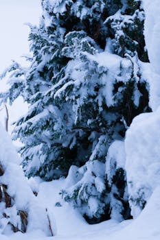 Serene snow-covered trees in a tranquil winter landscape, creating a peaceful atmosphere.