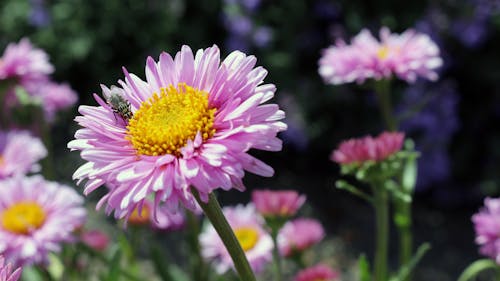 Základová fotografie zdarma na téma fialové květiny, flóra, květinový