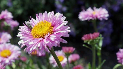 Pink Daisy Flower in Bloom in Selective Focus Photography