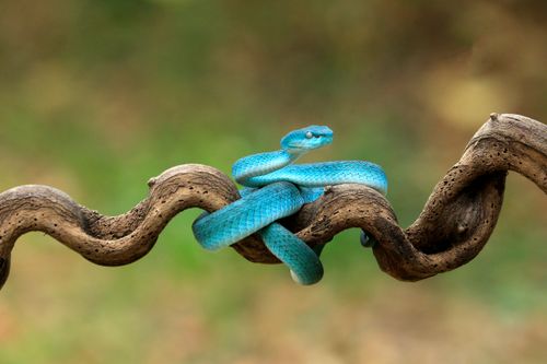 Free A striking blue viper coiled on a unique twisting vine, showcasing stunning colors and nature's beauty. Stock Photo