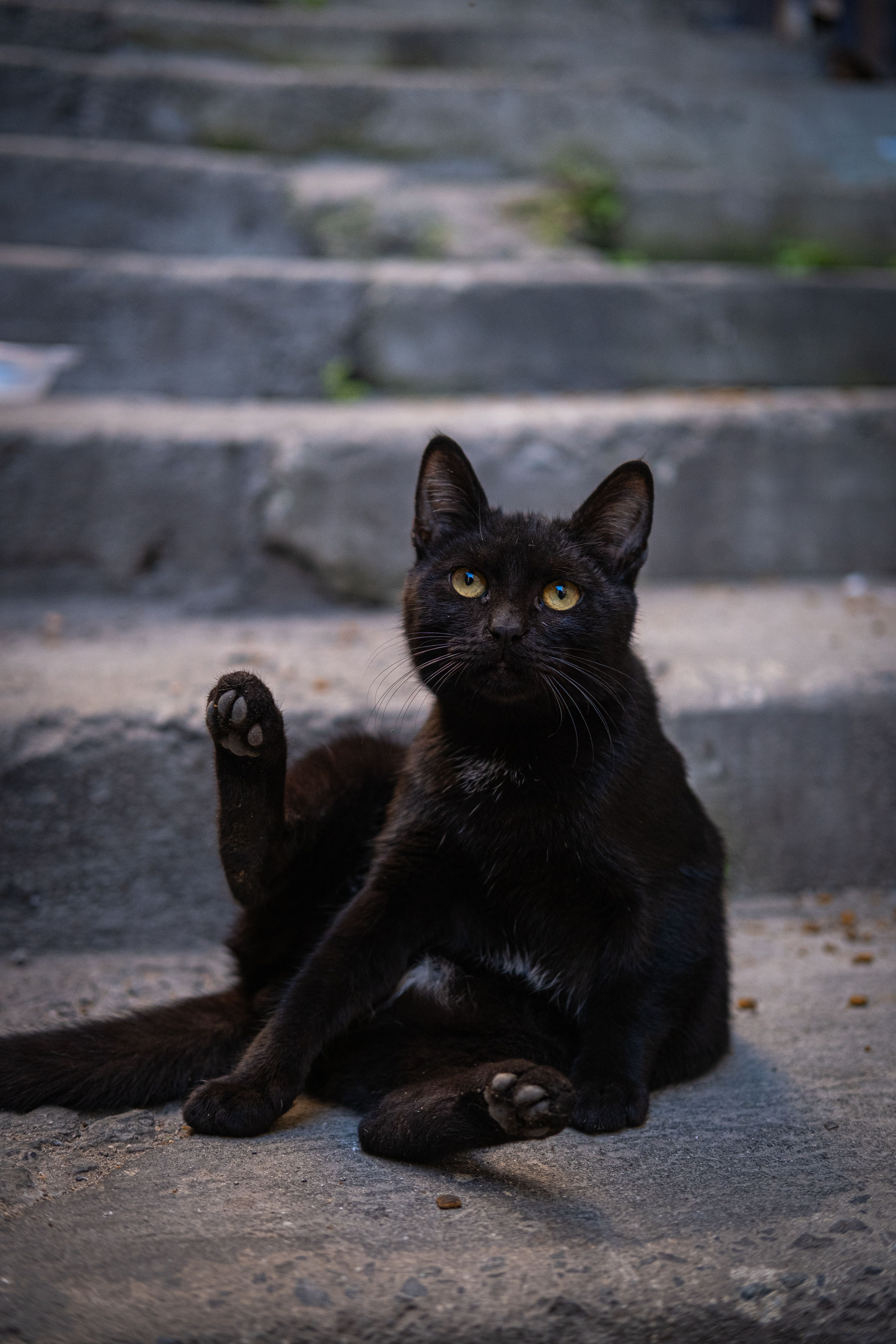 Playful Black Cat on Stone Steps Outdoors · Free Stock Photo