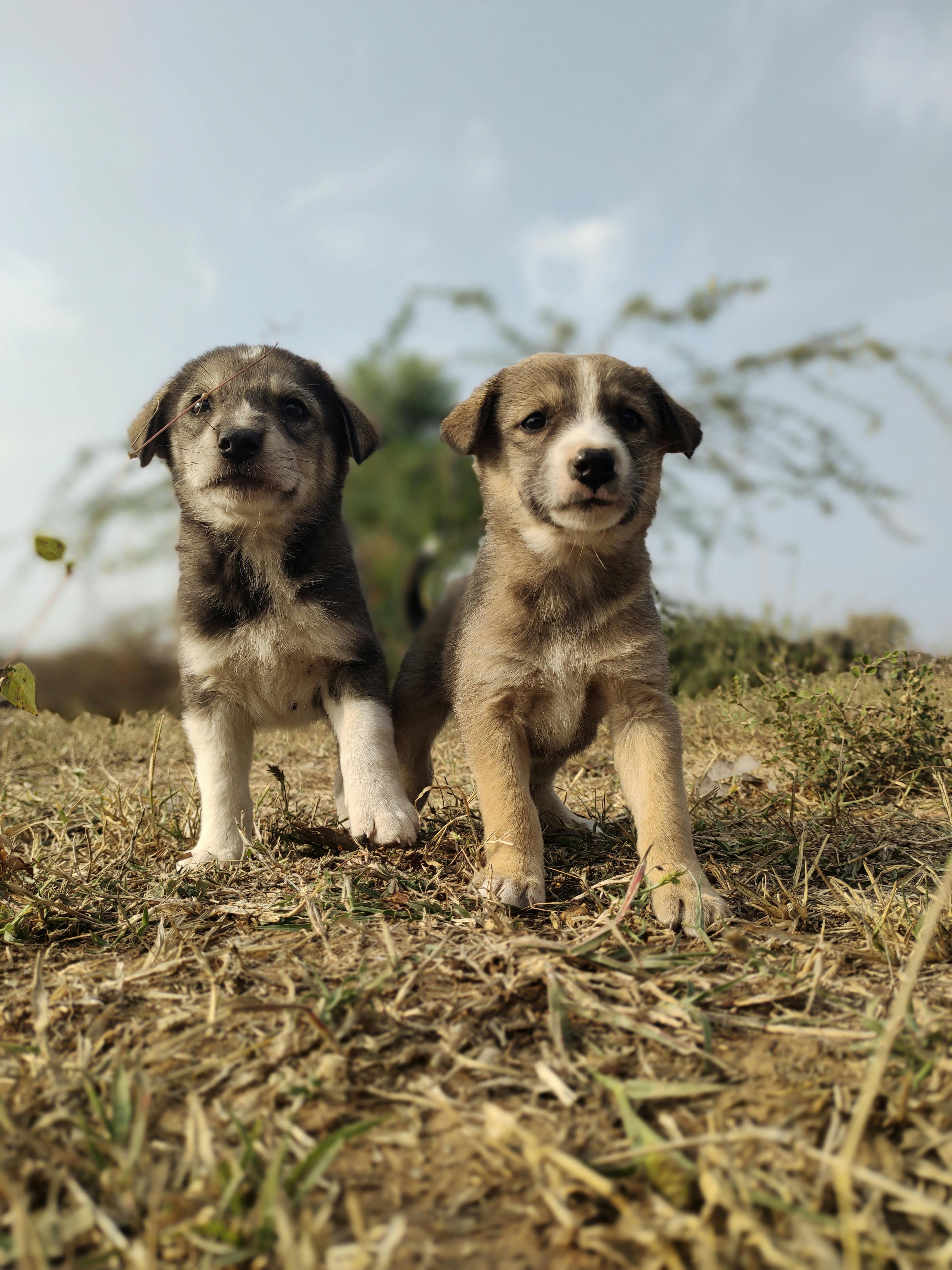 Affordable Puppies For Sale In South Fulton: Responsible Buying Guide
