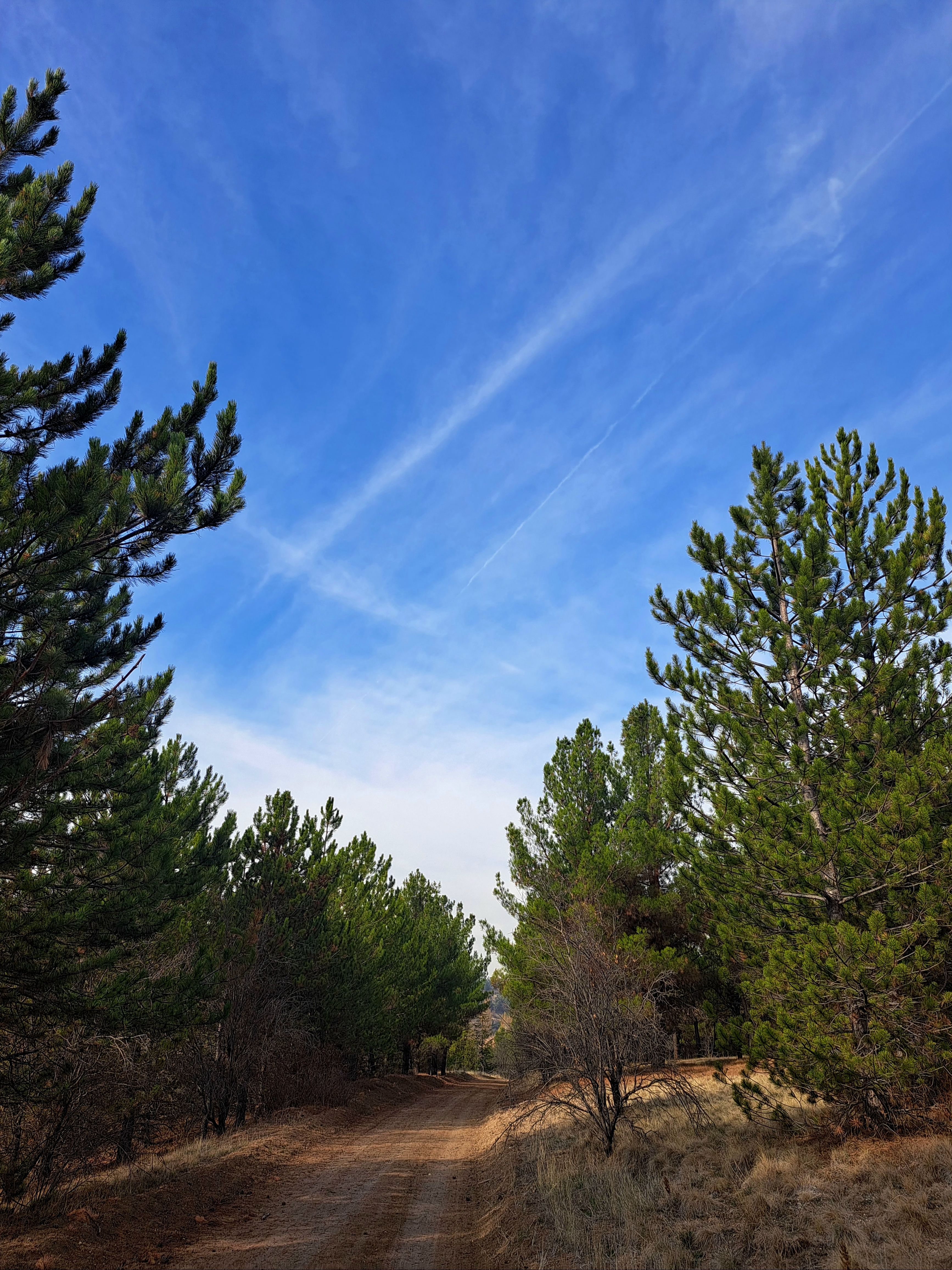Scenic Forest Path Through Pine Trees Under Blue Sky · Free Stock Photo