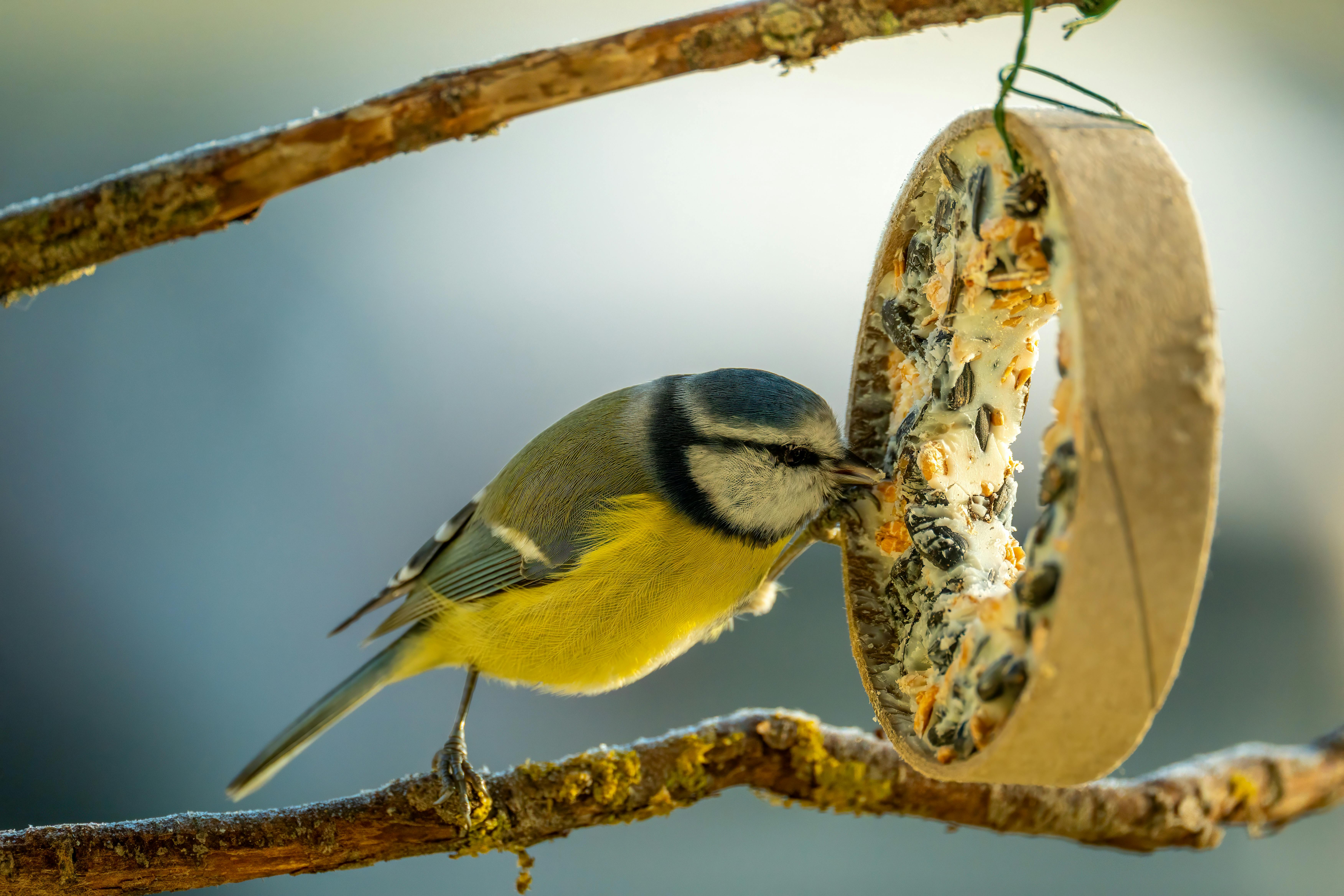 50 Easy To Make Bird Treats