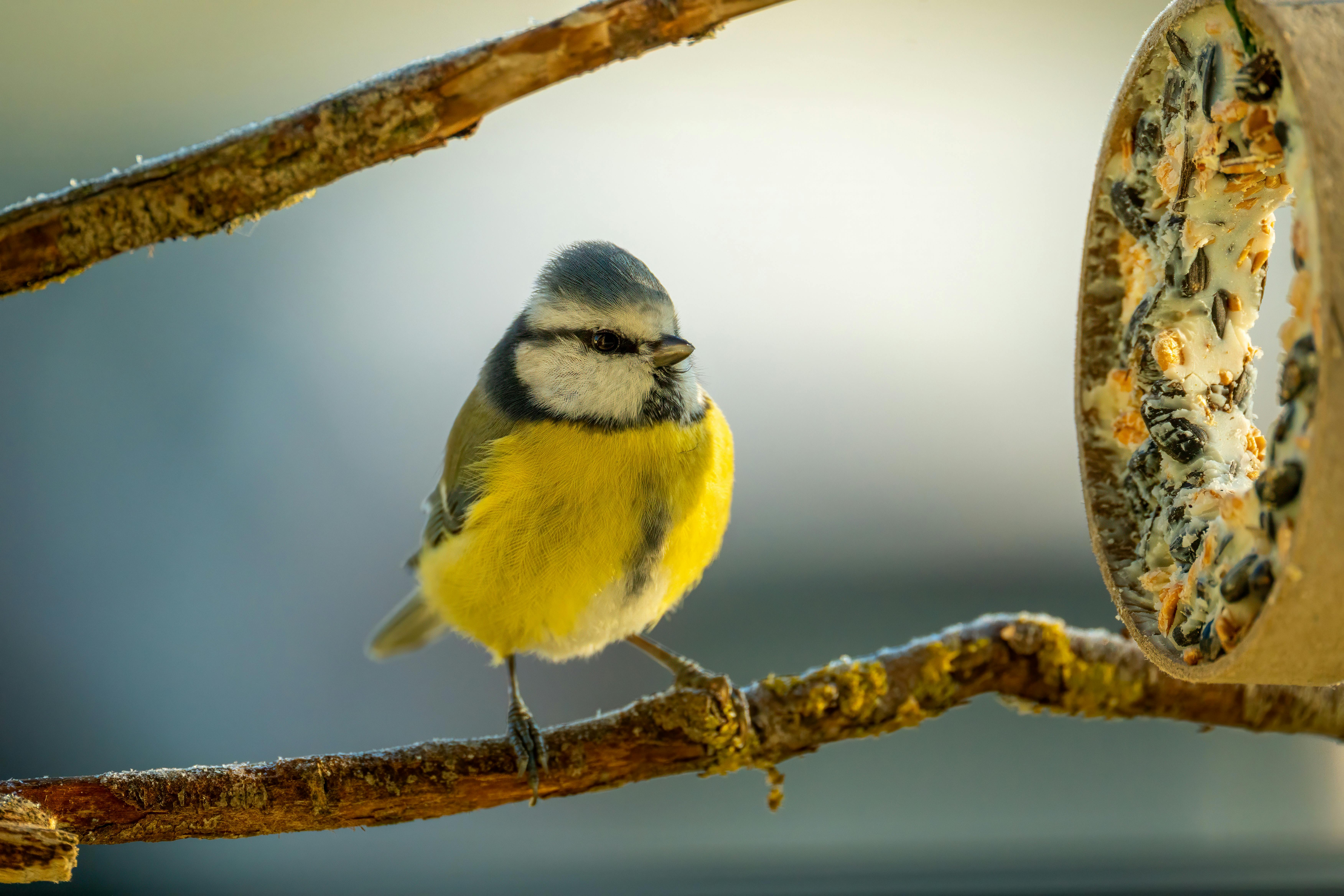 50 Easy To Make Bird Treats