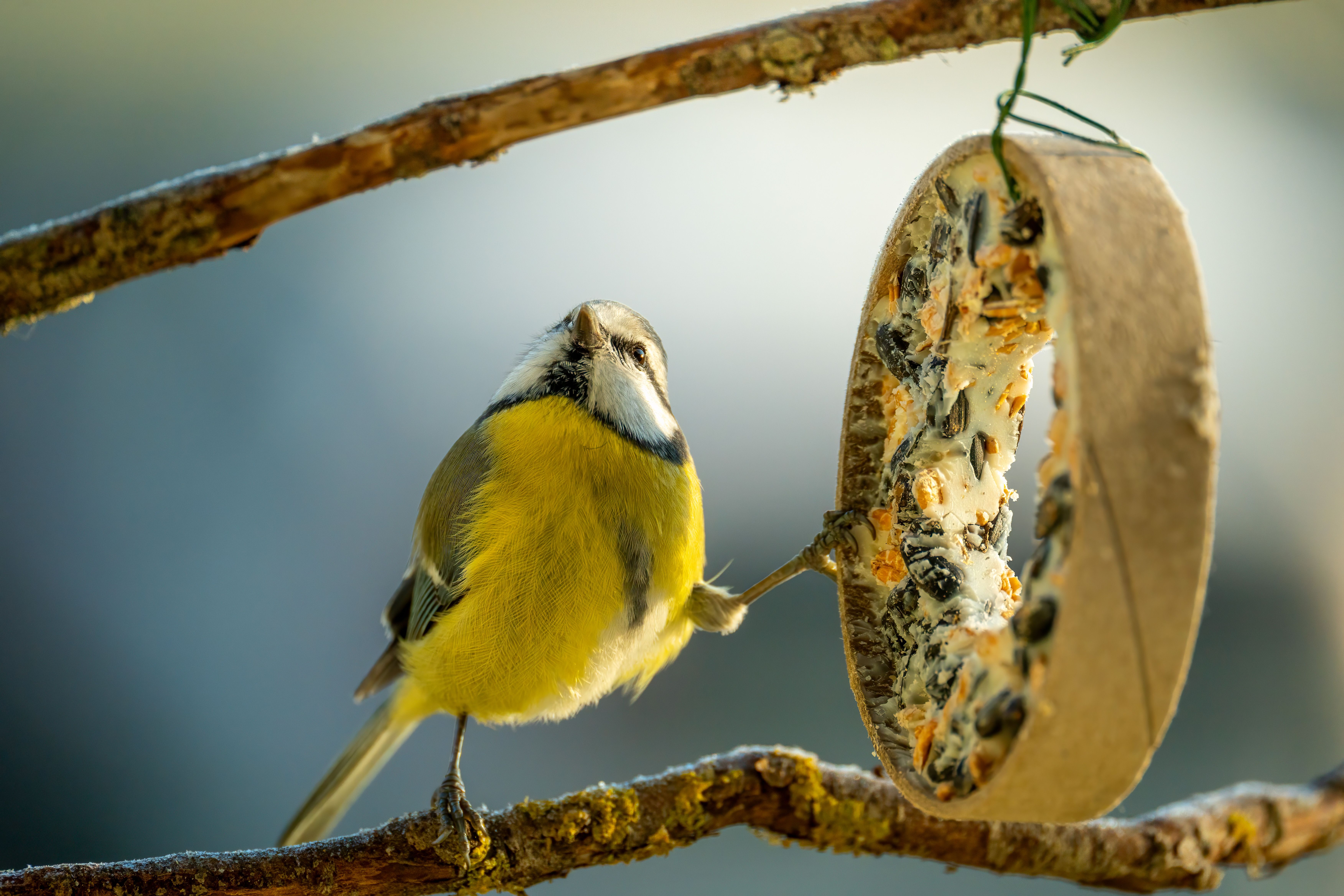 A curious blue tit perched on a branch enjoying seeds from a feeder in winter light.