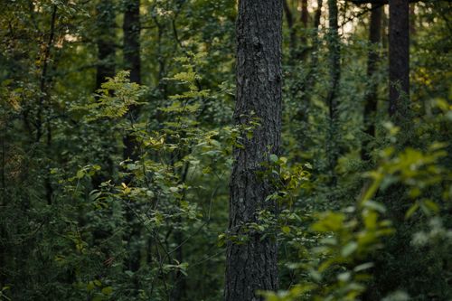 Free Capture of lush green woodland showcasing dense foliage and forest tranquility in natural light. Stock Photo