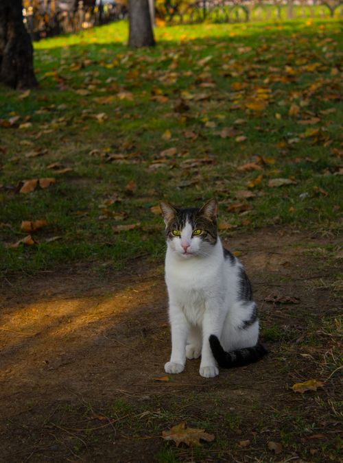 Free A peaceful cat sits on a grassy park lawn surrounded by fallen autumn leaves. Stock Photo