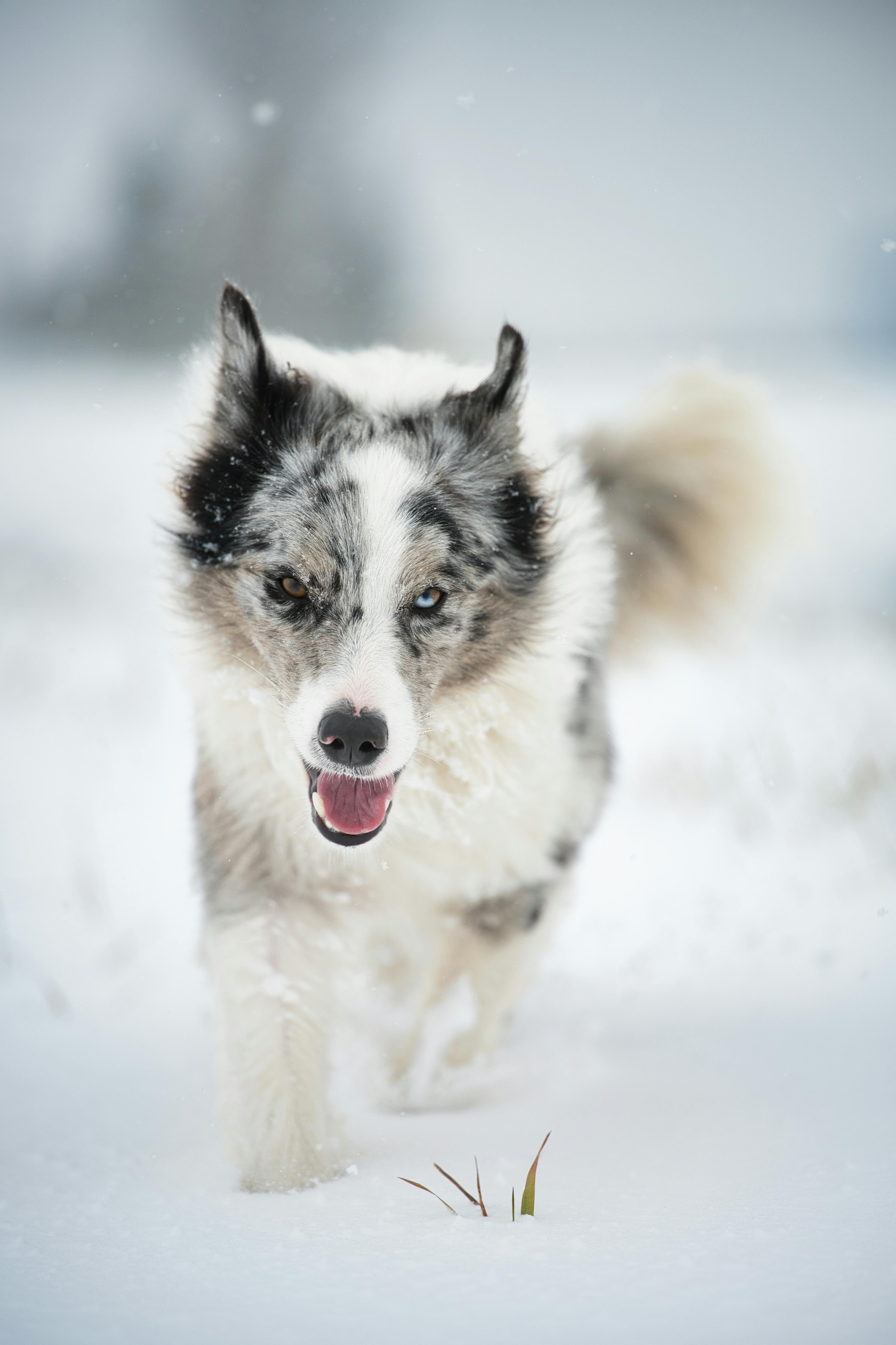 免費 一隻活潑的邊境牧羊犬在斯洛伐克波普拉德享受著雪天的樂趣。 圖庫相片