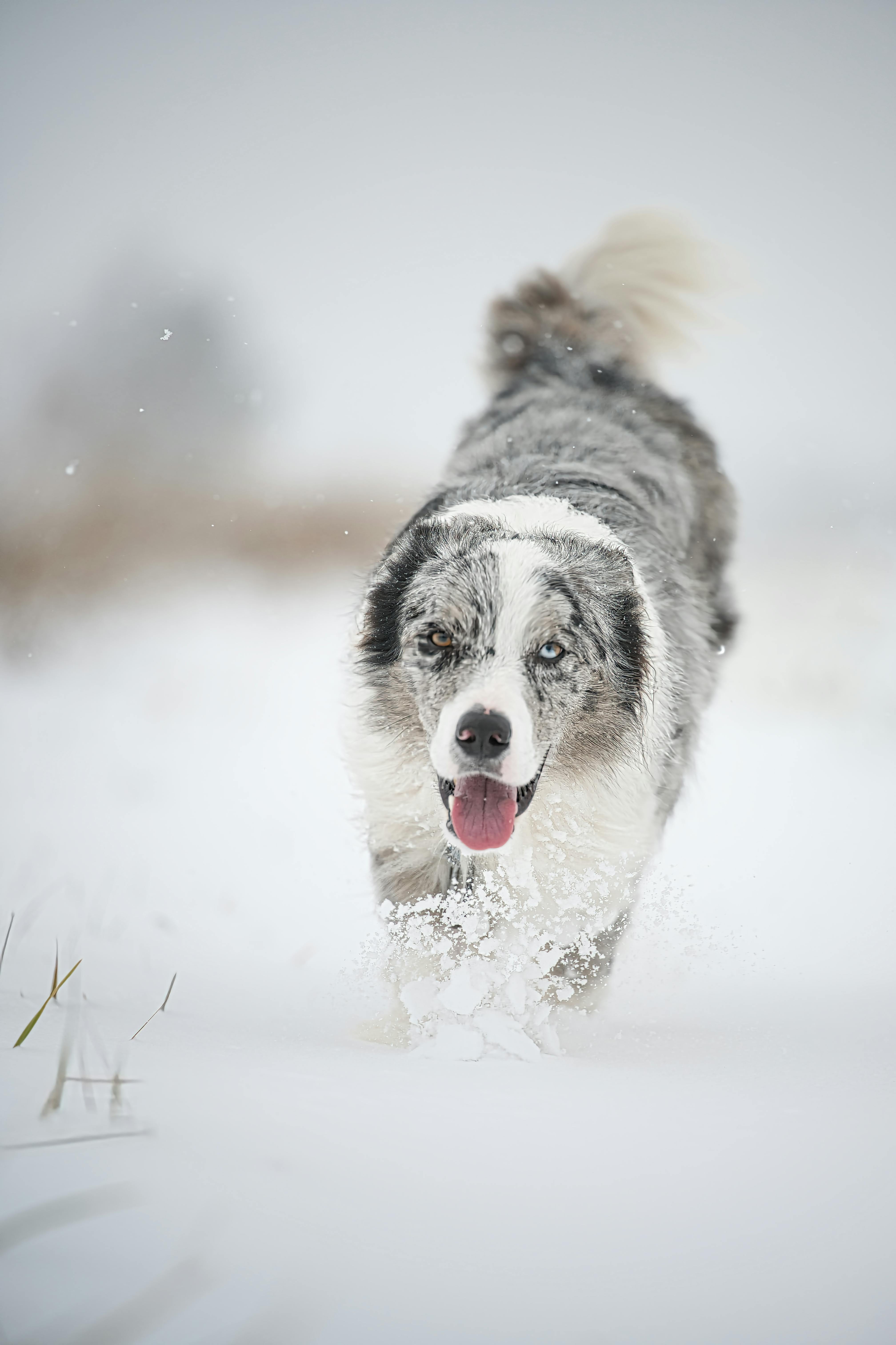 How Dog Noses Work: The Incredible Anatomy Behind Their Wetness