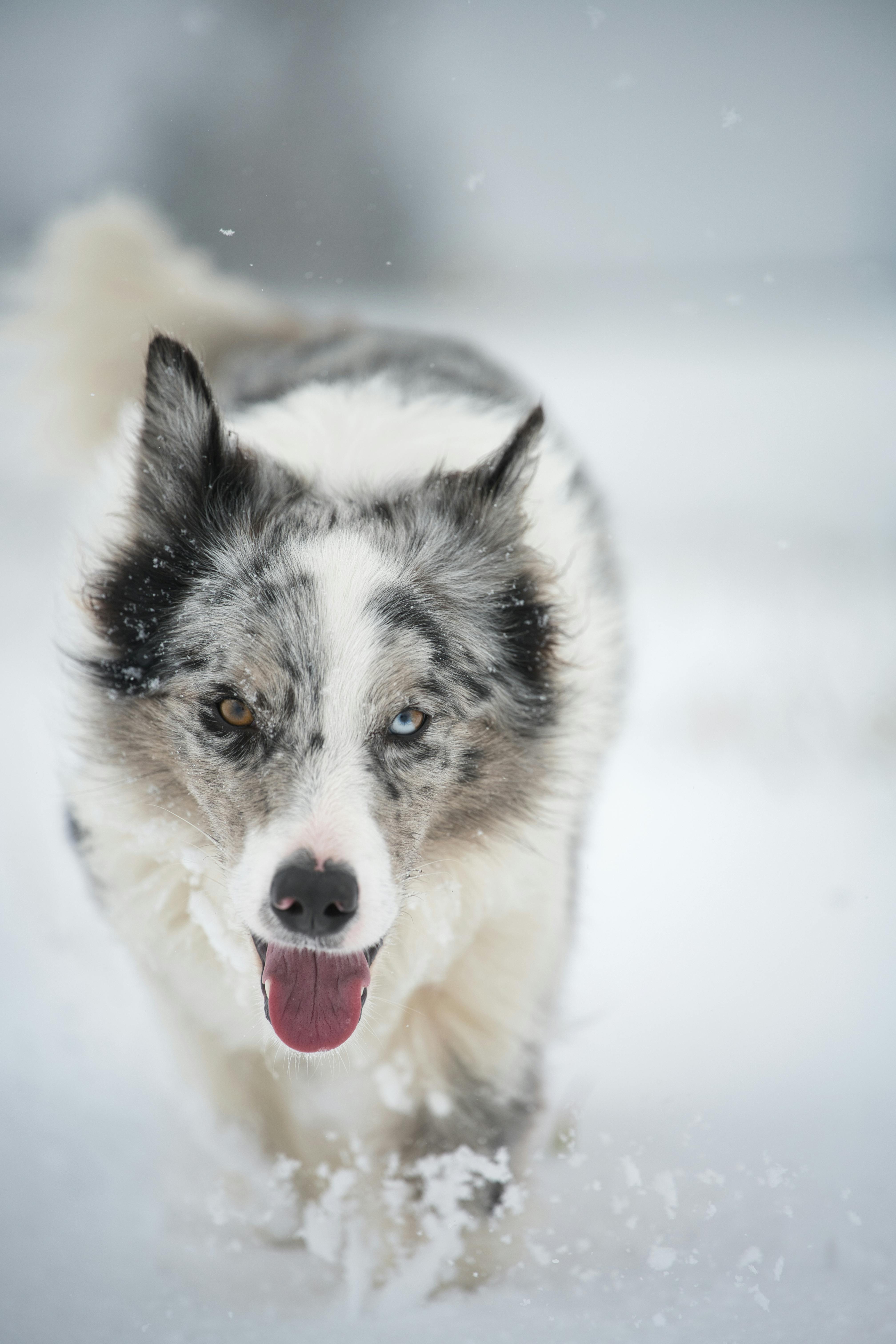 免費 slovensko, 冬天好玩, 冬季 的 免費圖庫相片 圖庫相片