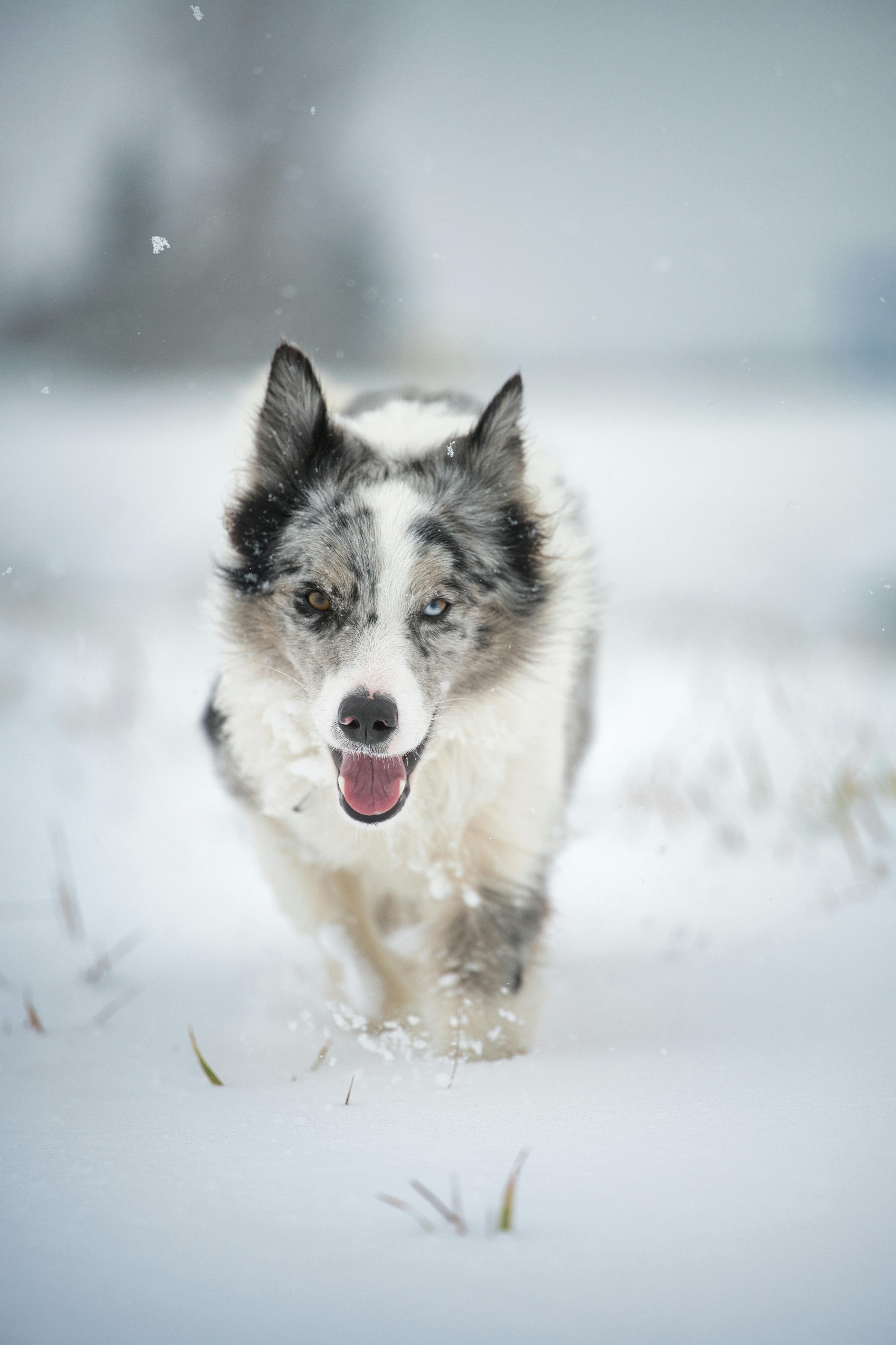 免費 一隻精力充沛的邊境牧羊犬在斯洛伐克波普拉德享受著雪天的樂趣。 圖庫相片