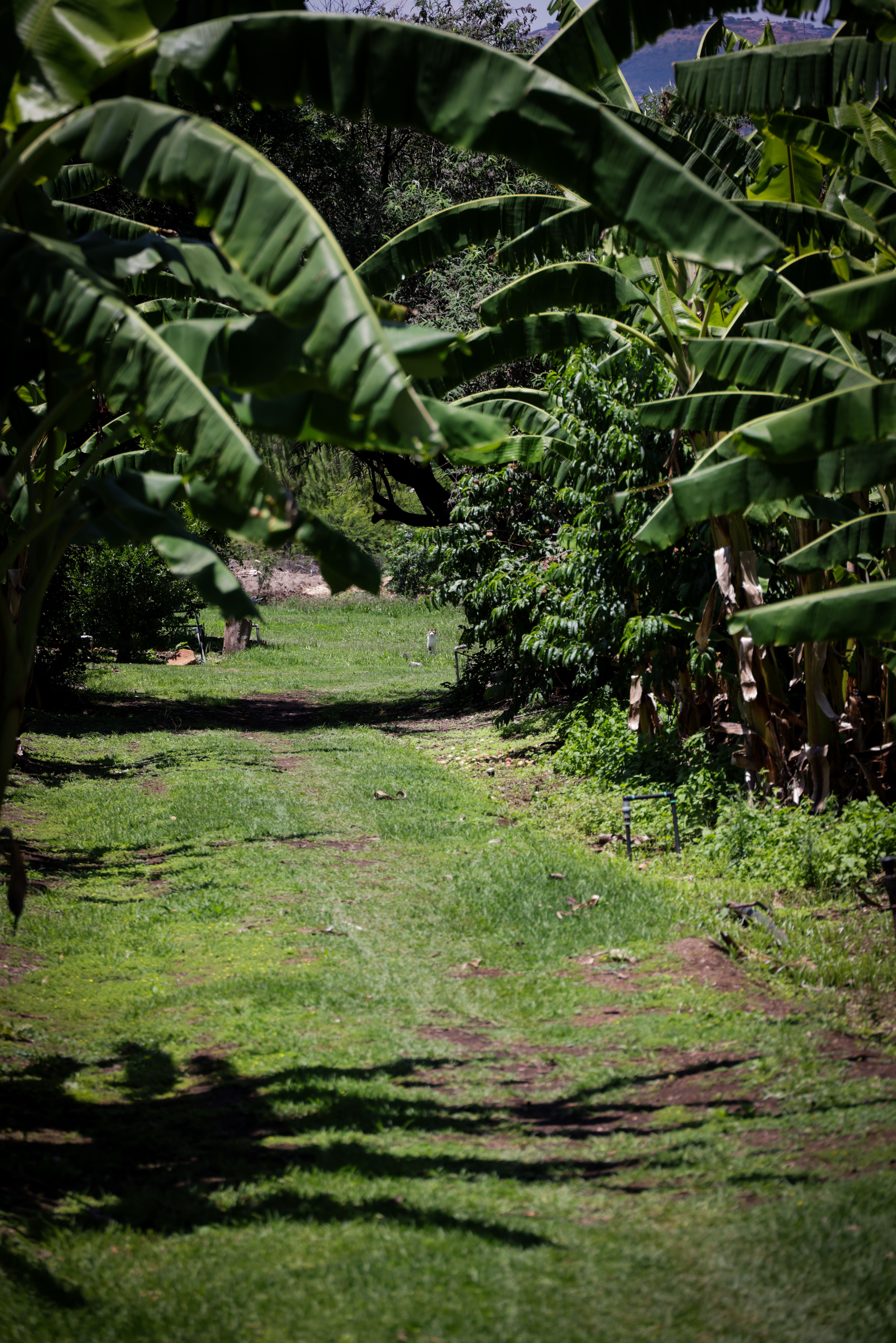 Caminho entre bananeiras e plantas tropicais de folhagem exuberante