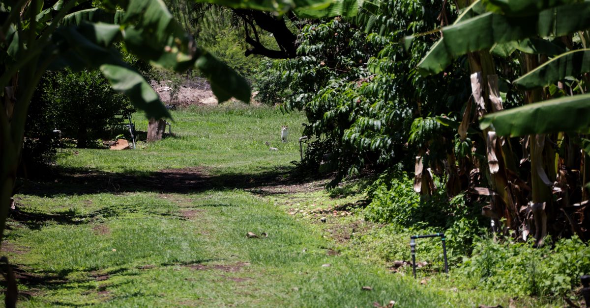 Jardim Tropical: Como Montar, Plantas e Ideias Caminho entre bananeiras e plantas tropicais de folhagem exuberante