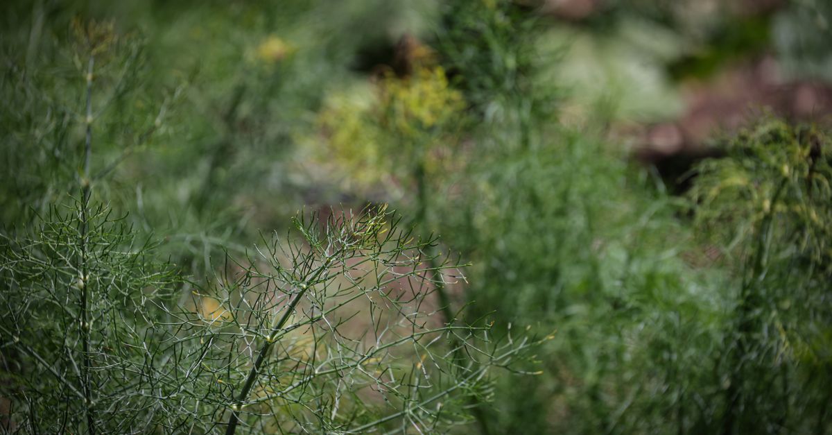 Les meilleures techniques pour cultiver des légumes bio