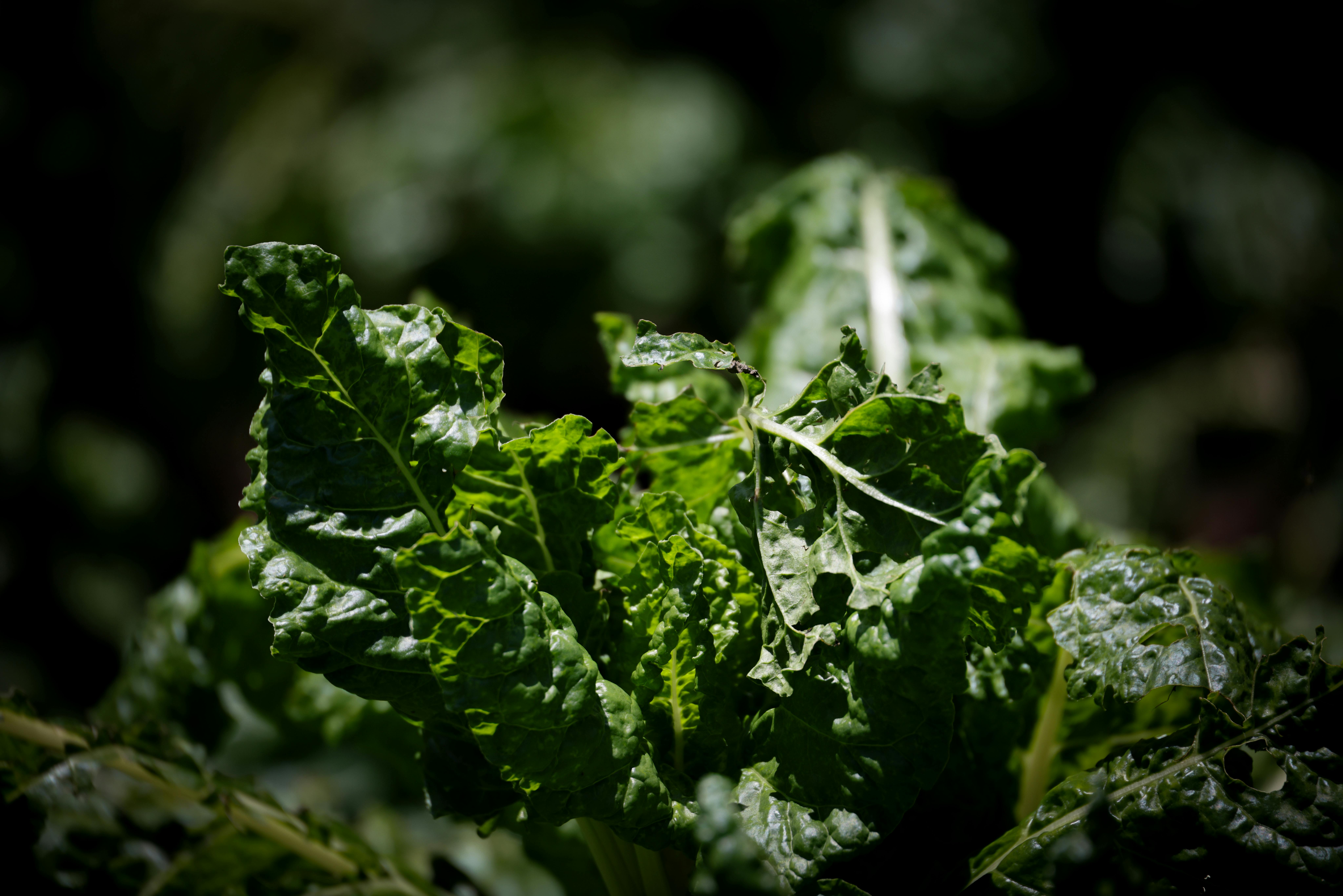 Top Secret Diet Plan to Transform Your Immune System