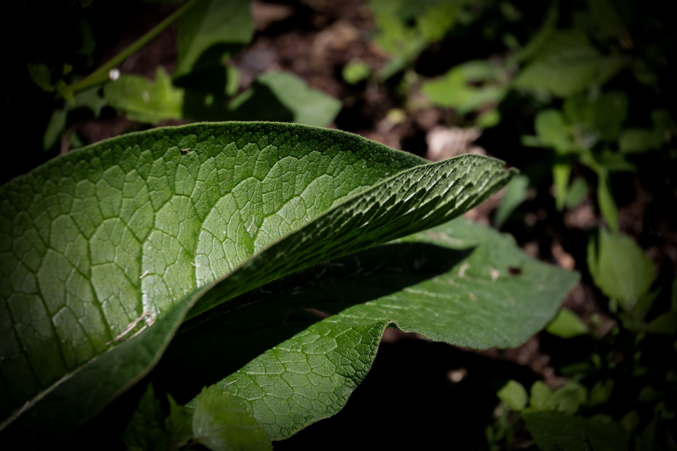 Textured Leaves Examples Close-Up of Green Textured Leaves in Garden · Free Stock Photo