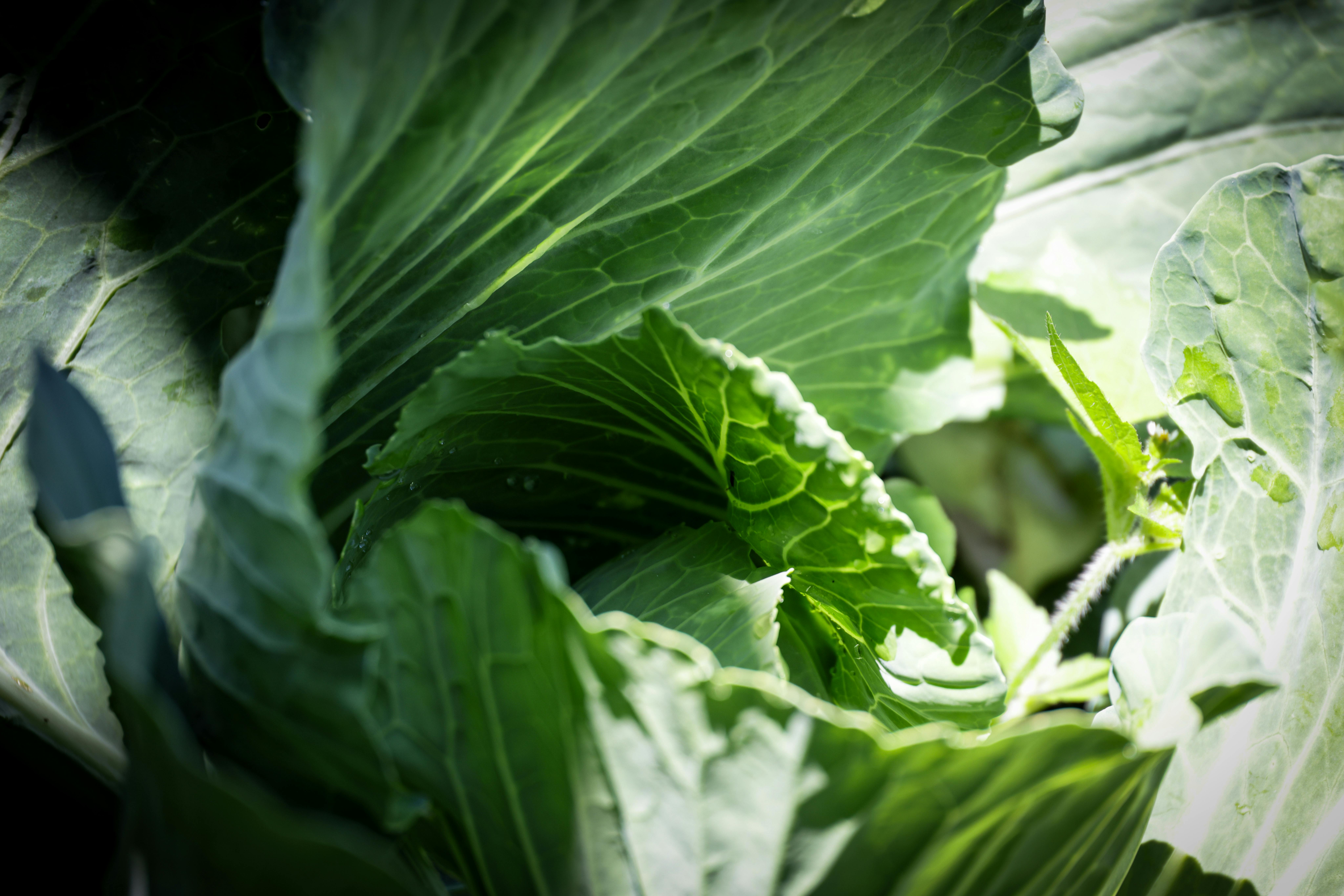 Free stock photo of green, green background, leaves
