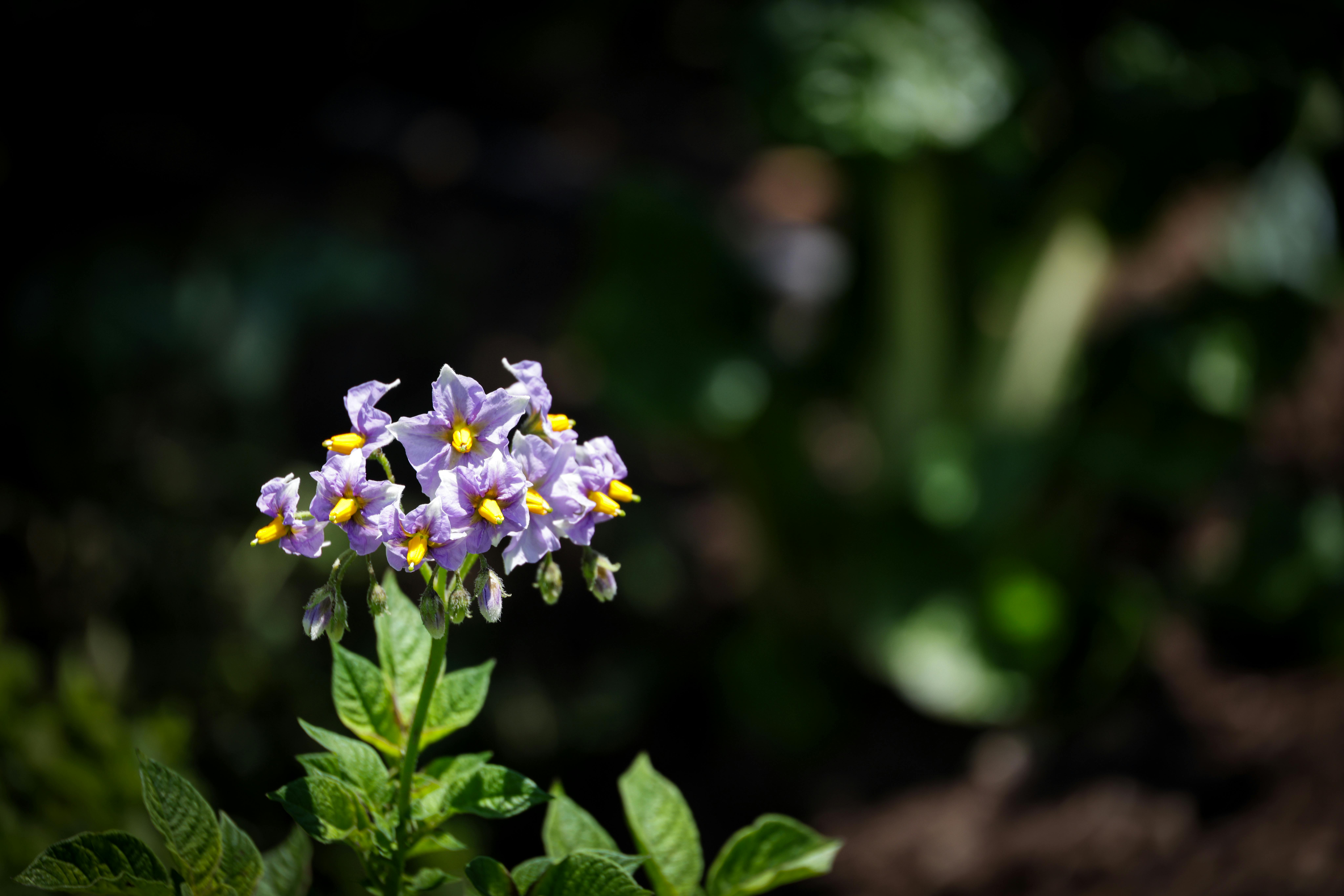 Stevia: Requerimientos Edafoclimáticos y Manejo Sostenible