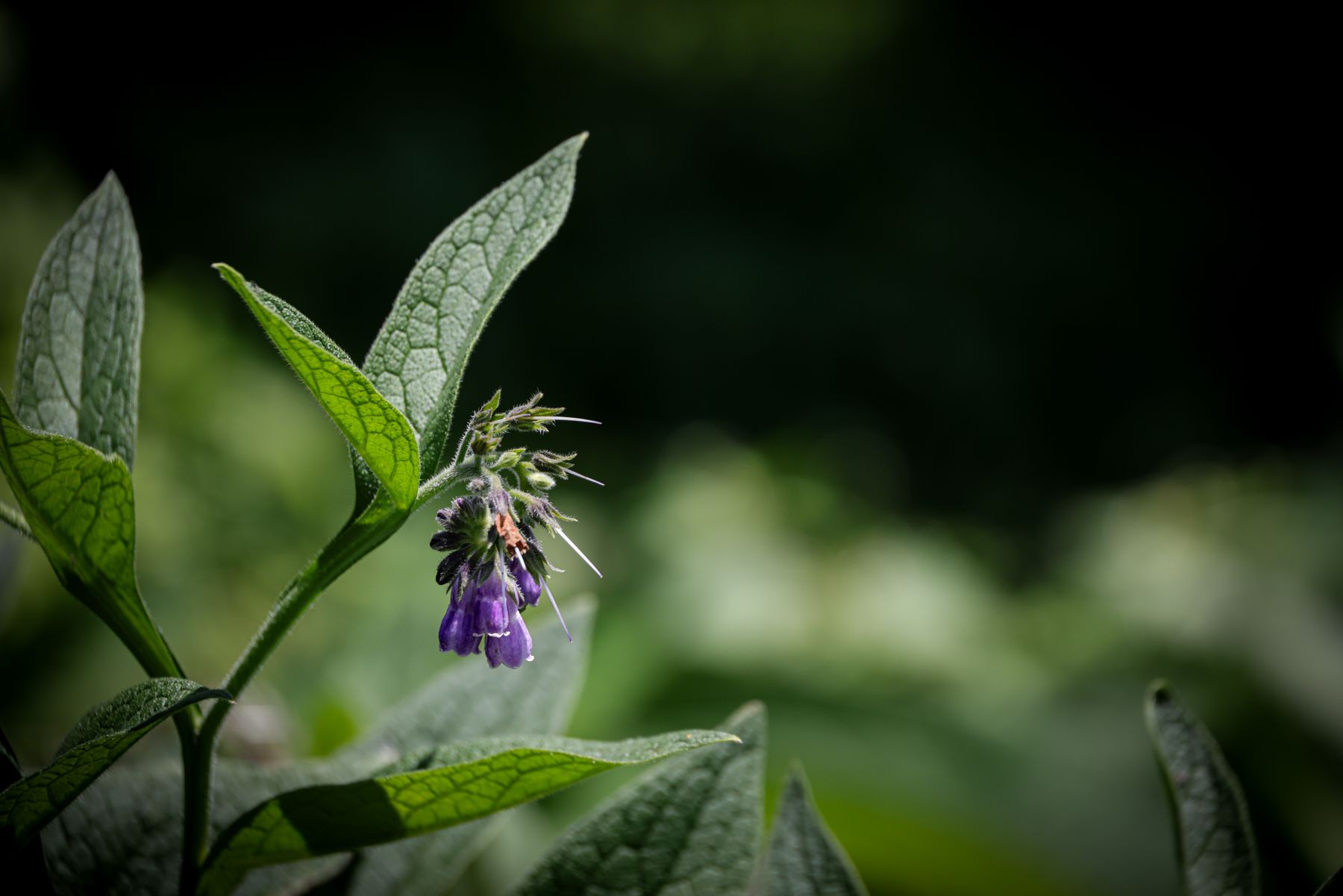Comfrey Tea Spray Comfrey Tea Spray