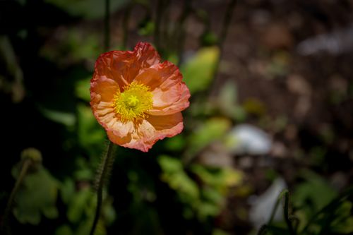 Free A close-up of a vibrant orange poppy flower in a sunlit garden setting. Stock Photo