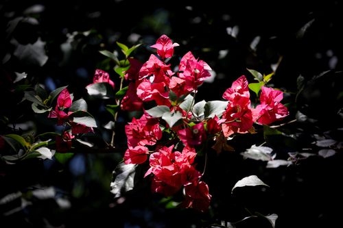 Free Close-up of vibrant red bougainvillea flowers blooming in an outdoor garden. Stock Photo