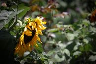 Close-up of a vibrant sunflower in a sunny garden, highlighting summer's beauty.