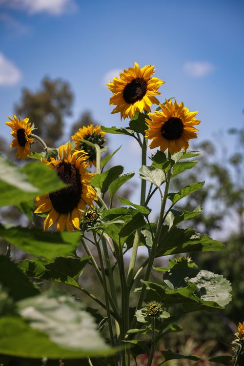 Free Vibrant sunflowers reaching towards a clear blue sky in a garden under summer sunlight. Stock Photo