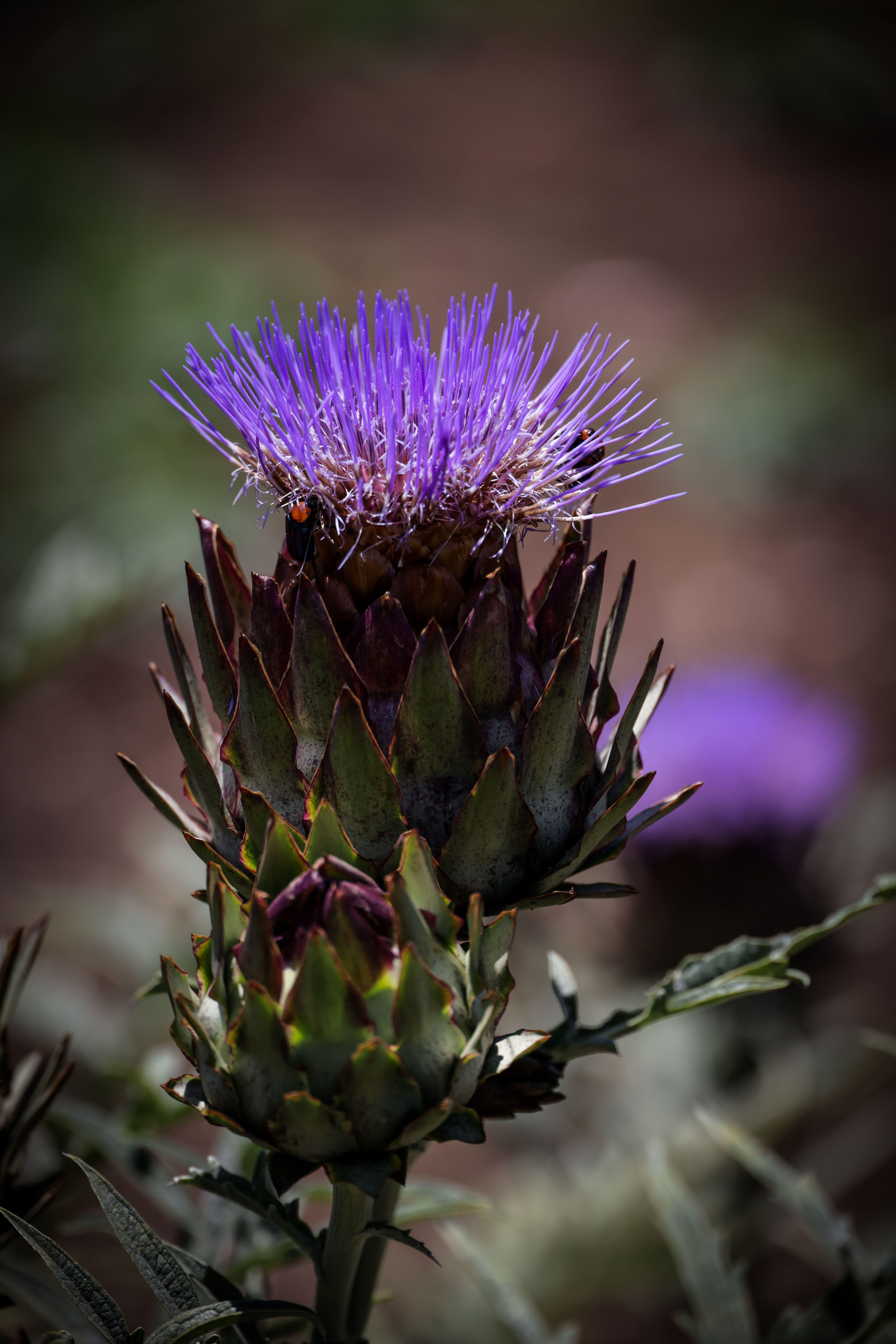 Purple artichoke flower blooming