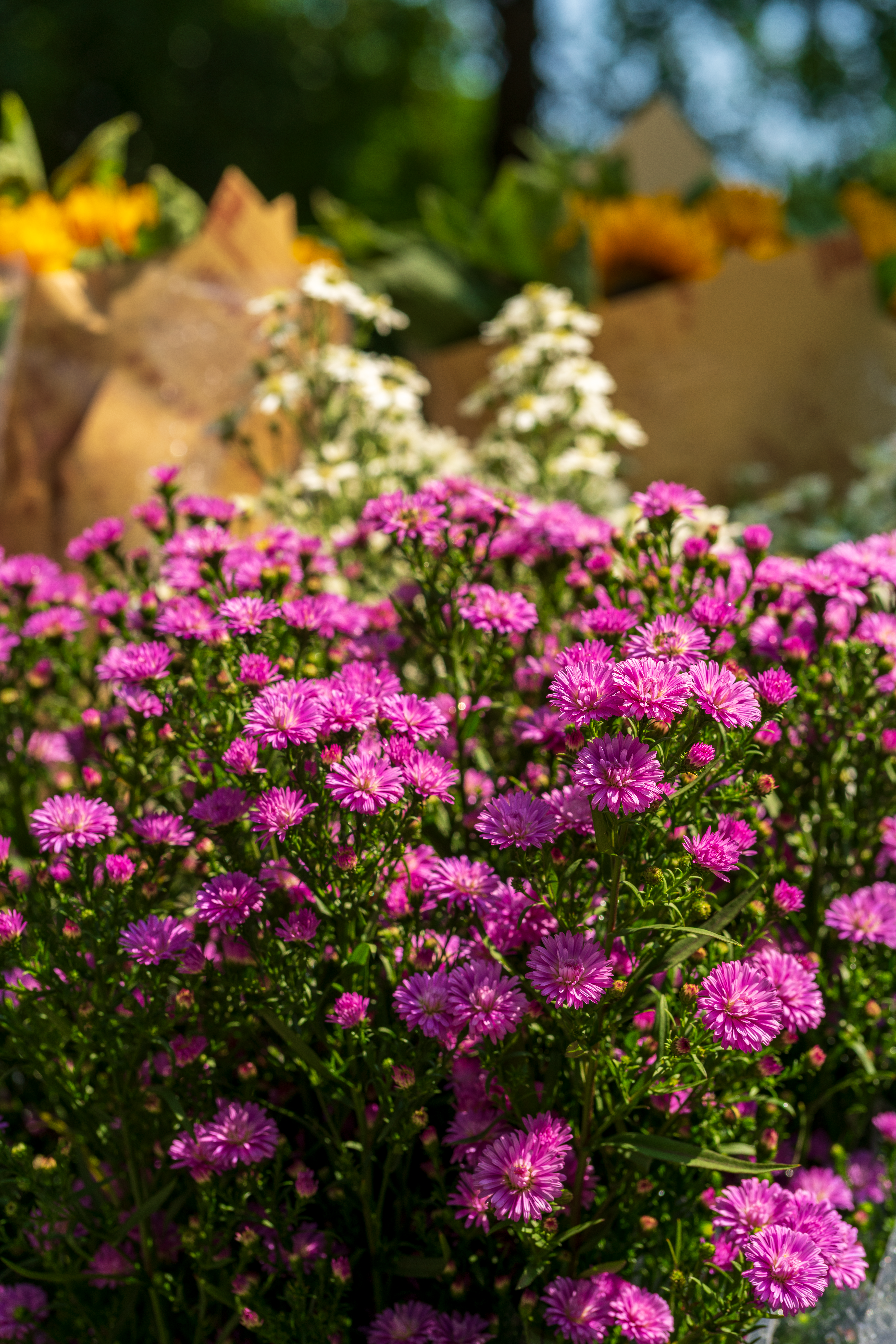 [ColoSach]-a-vivid-display-of-purple-asters-and-sunflowers-against-a-blurred-background,-captured-outdoors.