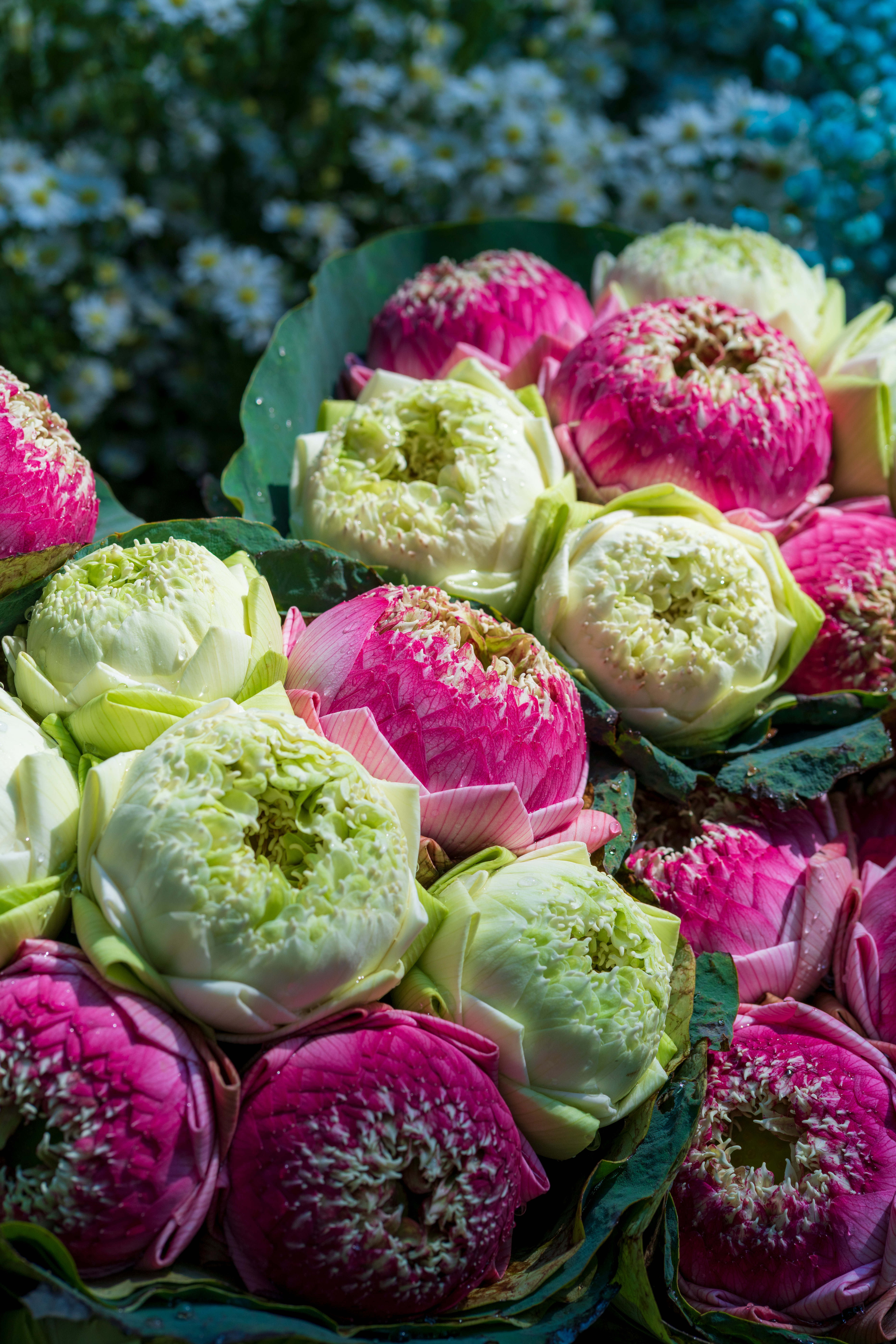 [ColoSach]-colorful-bunches-of-pink-and-white-lotus-flowers-arranged-beautifully-outdoors.