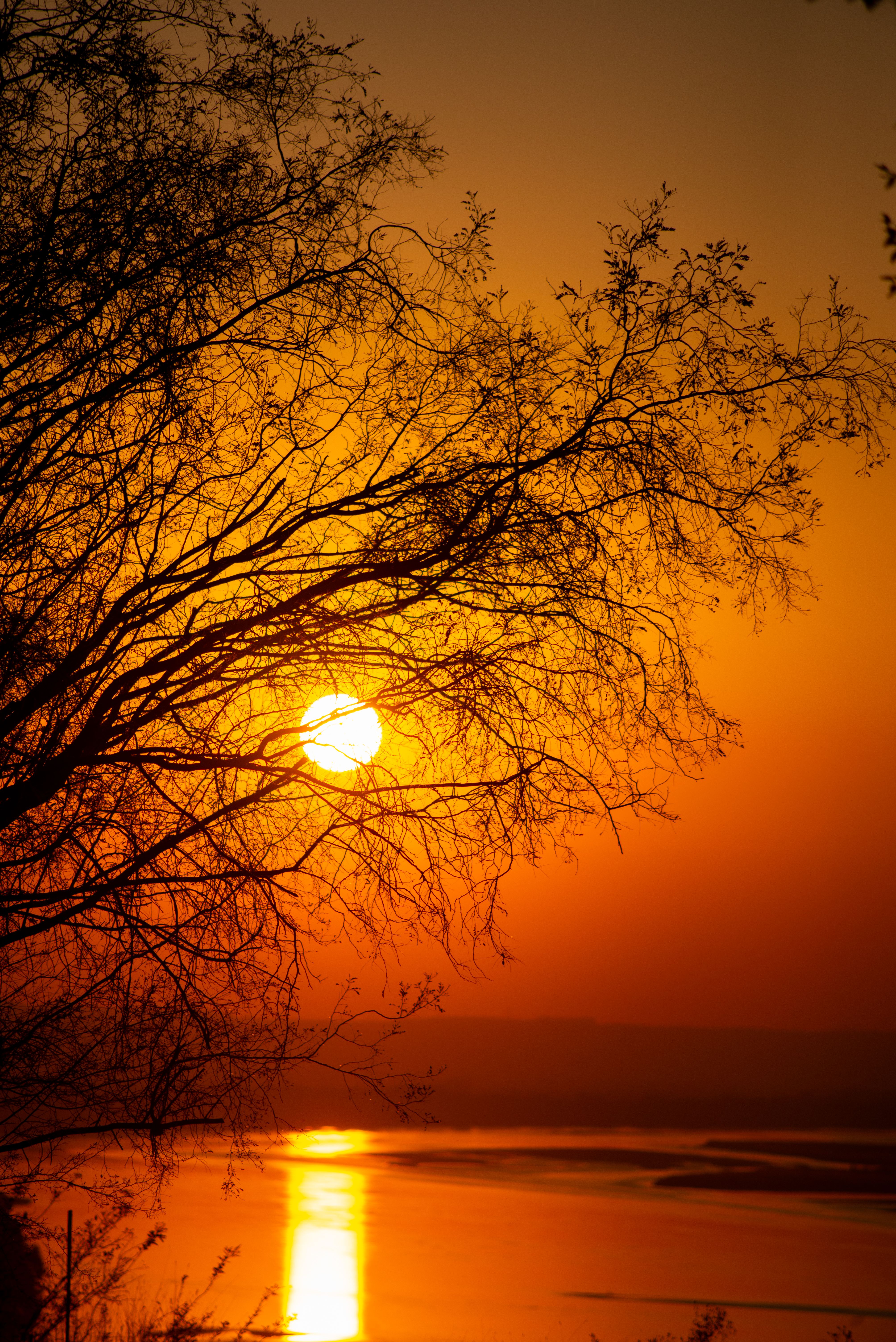 Serene Sunset Over River with Silhouetted Trees · Free Stock Photo