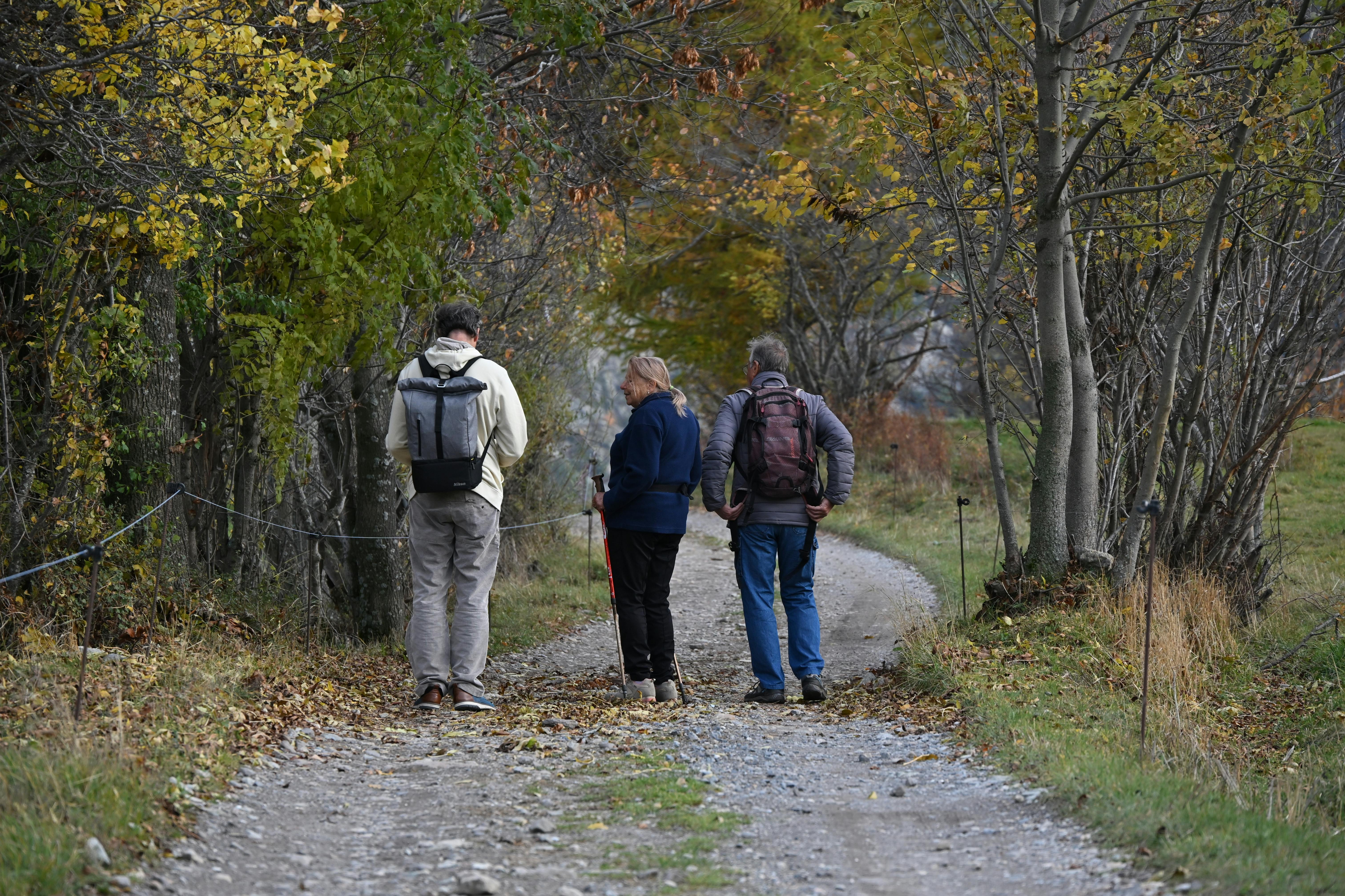 Discover the Serenity of Forest Retreats for Rejuvenation