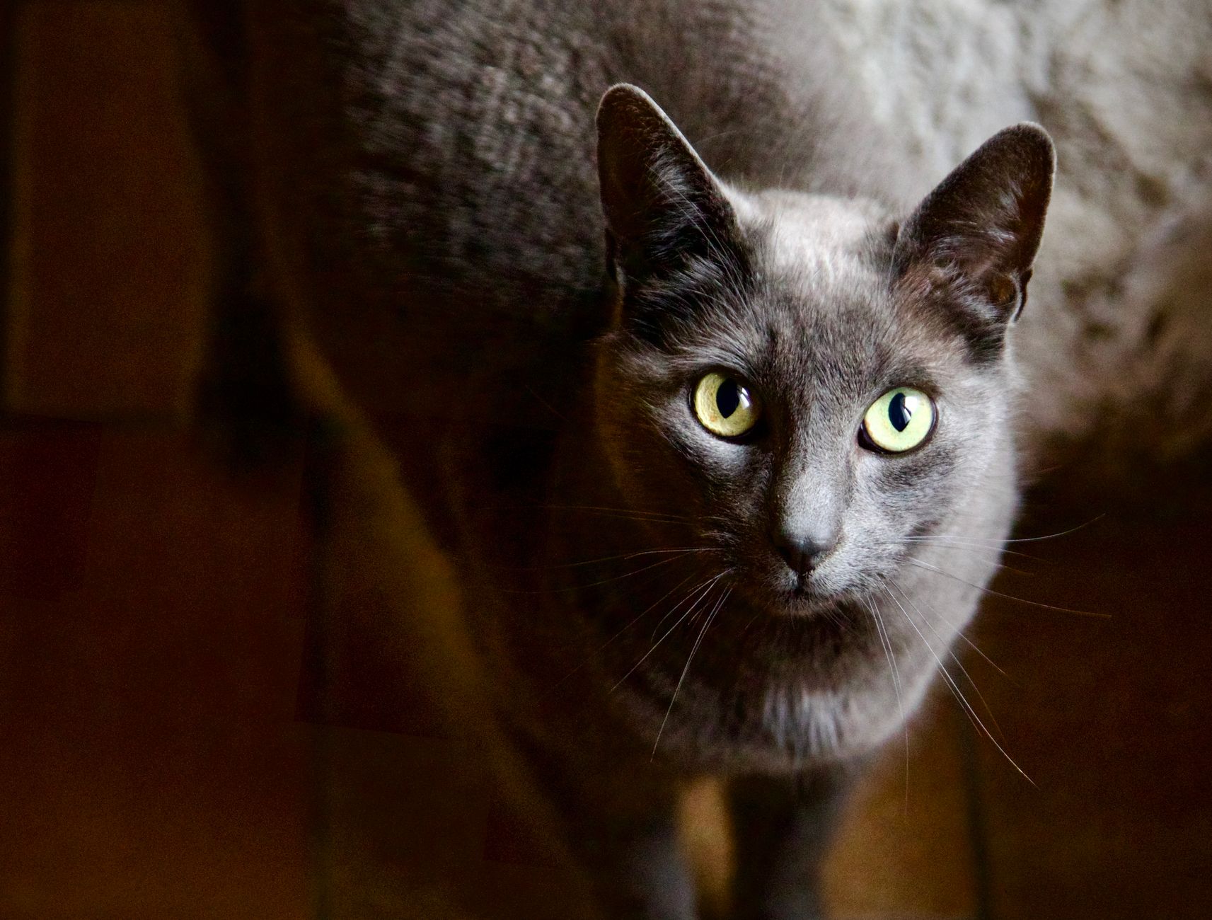 6. The Russian Blue: The Quiet, Loyal Partner