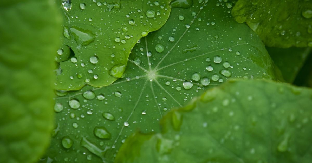 Close-up of pure Centella Asiatica ampoule soothing droplets. Close-up of pure Centella Asiatica ampoule soothing droplets.