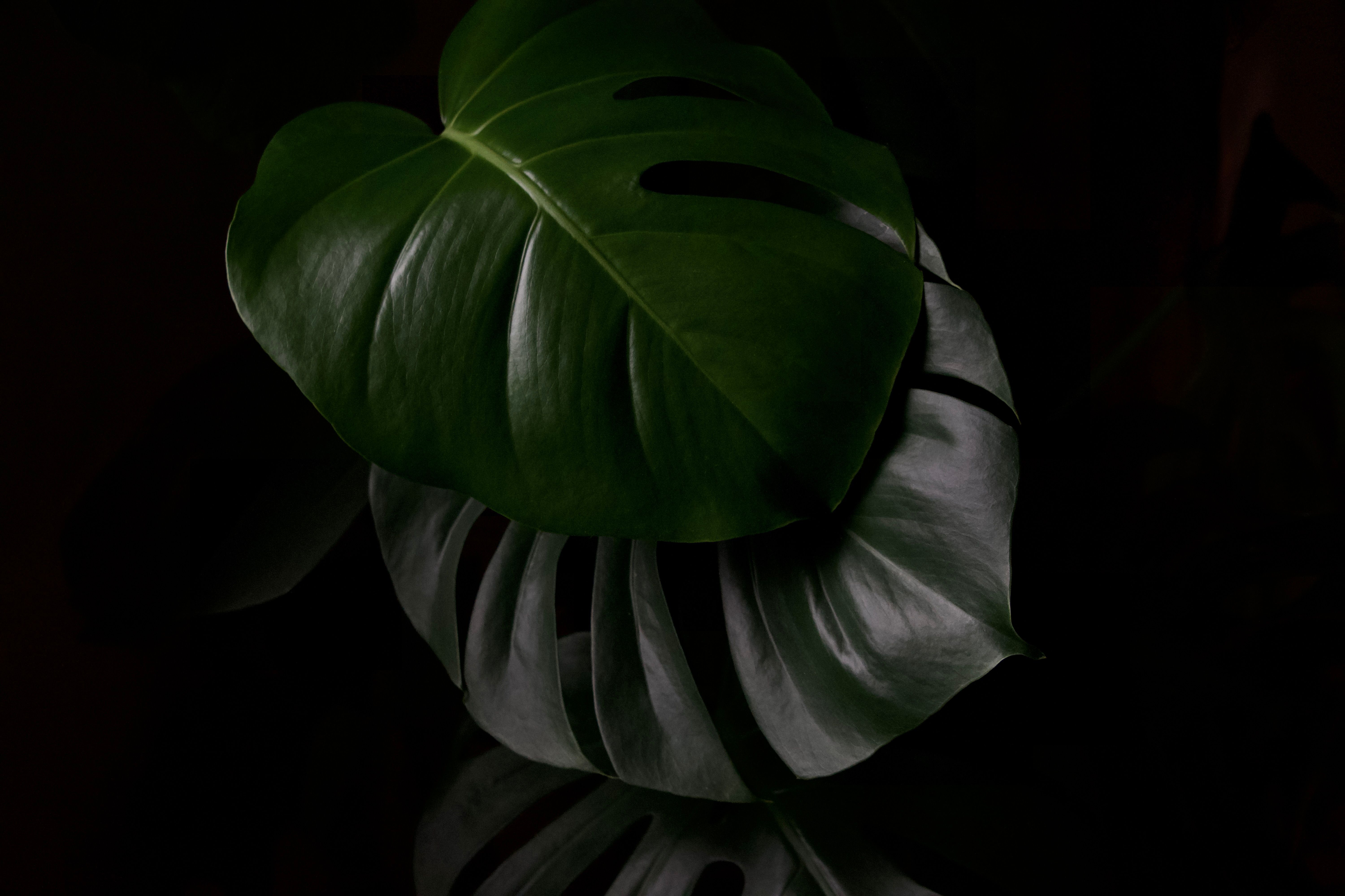 philodendron weiße blätter Philodendron Birkin ‘White Measure’ main image 0