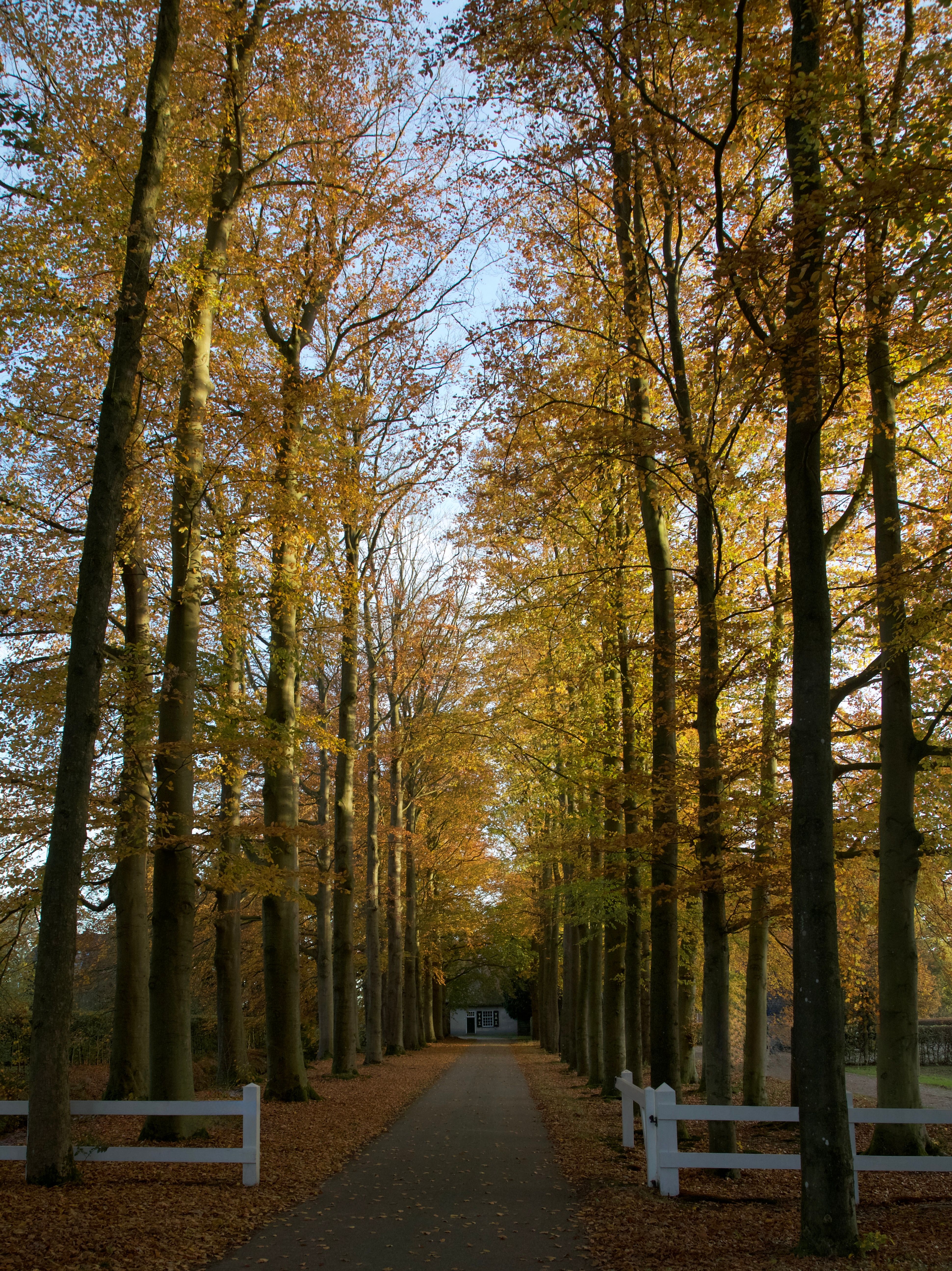Serene Autumn Pathway with Tall Trees · Free Stock Photo