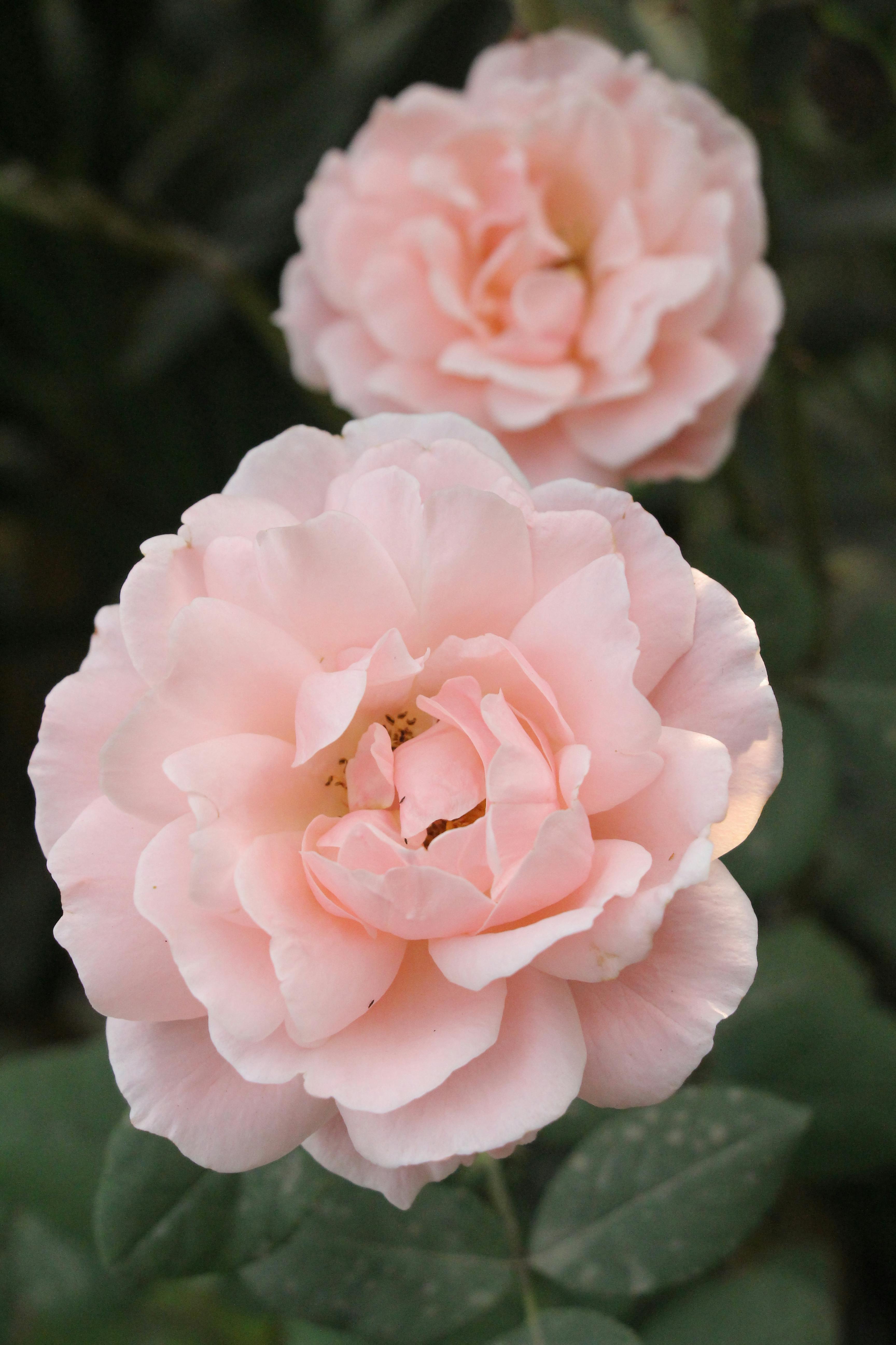 Delicate Pink Roses in Bloom Outdoors · Free Stock Photo
