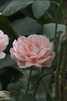A close-up of a blooming pink rose with soft petals and lush green leaves.