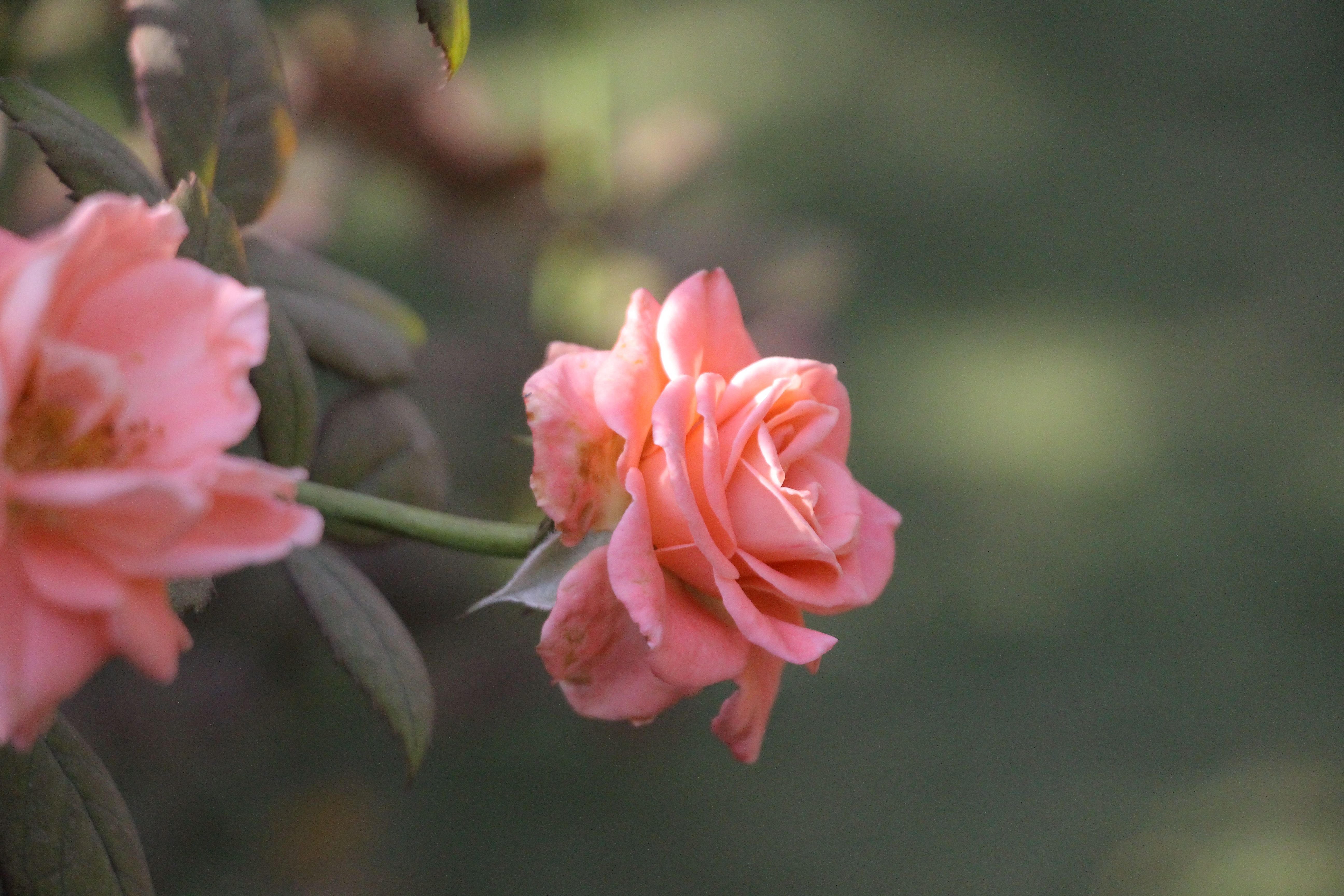 Close-up of Pink Rose in Bloom Outdoors · Free Stock Photo