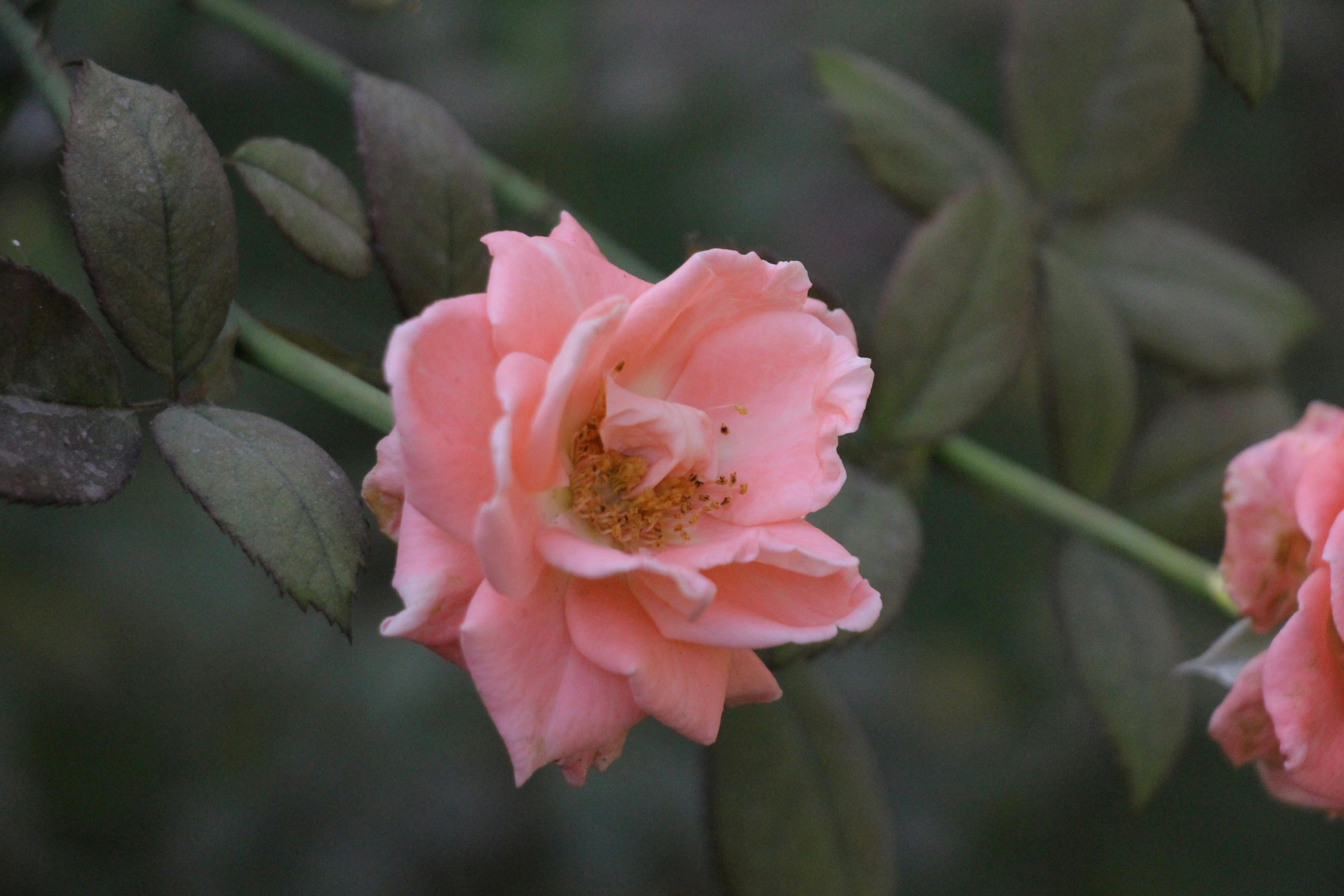 聖地亞哥年輕女子榮獲阿根廷國際旅遊小姐冠軍