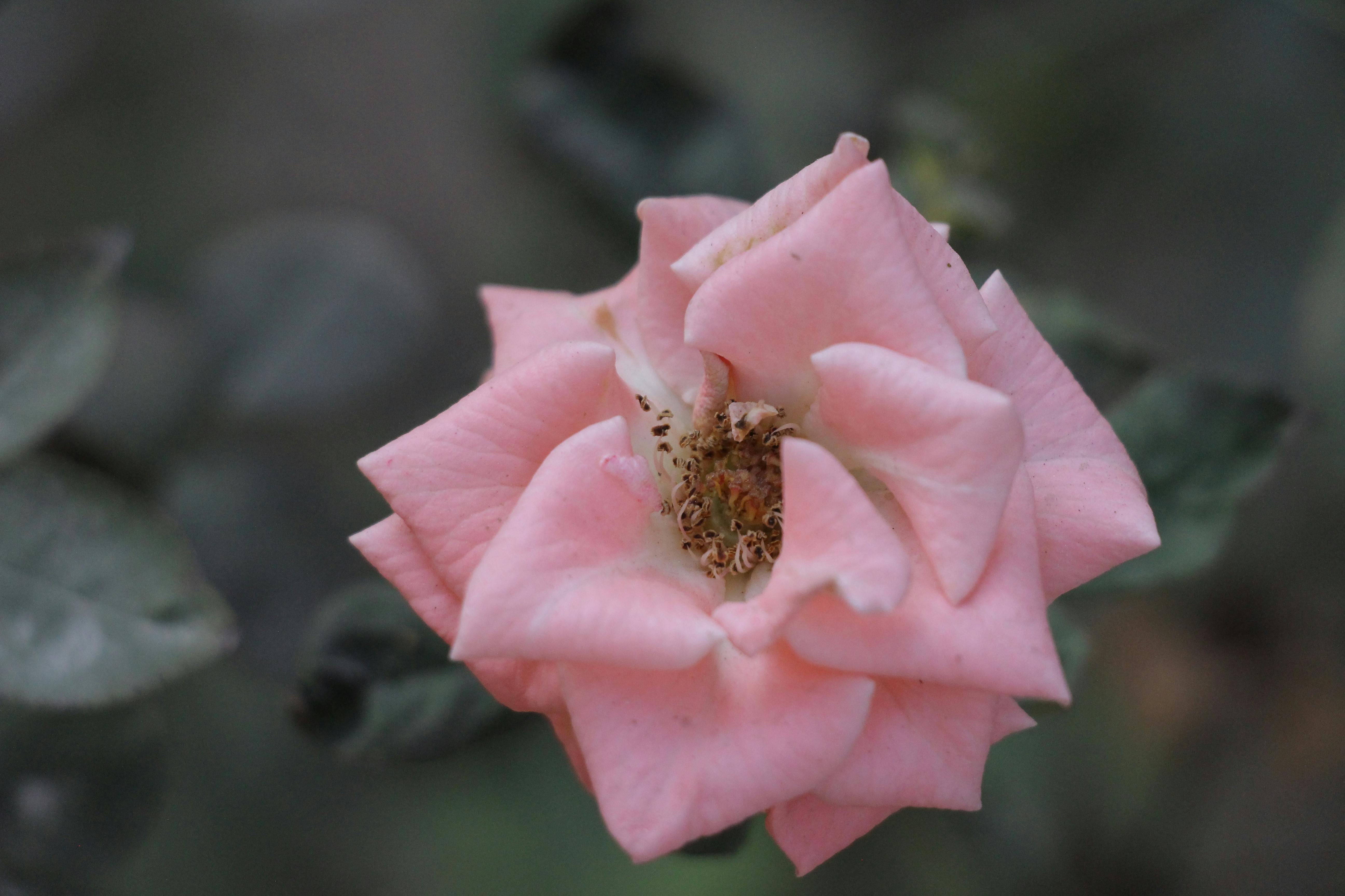 聖地亞哥年輕女子榮獲阿根廷國際旅遊小姐冠軍