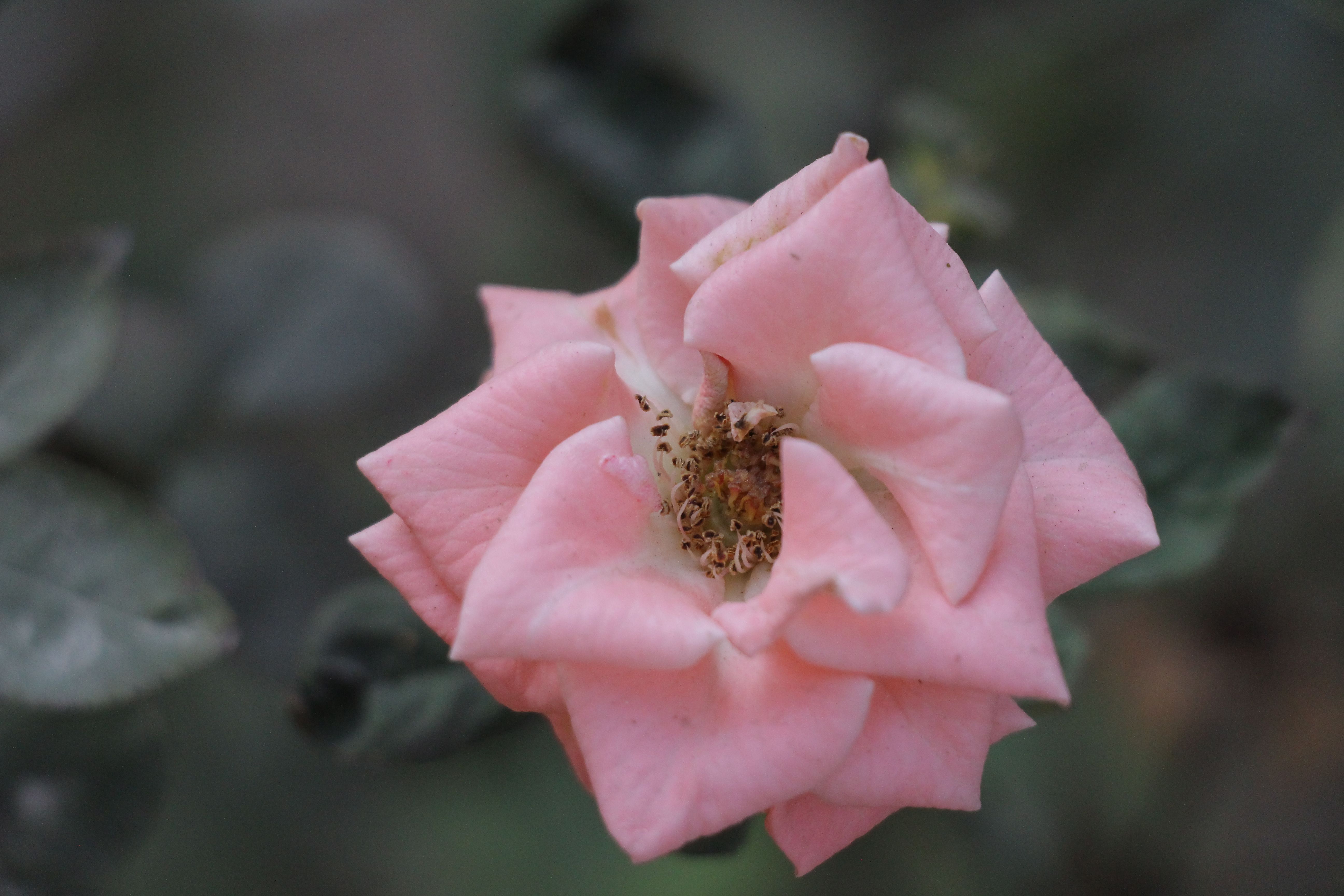 Close-up of a Delicate Pink Rose Bloom · Free Stock Photo