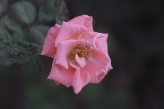 A close-up of a single pink rose blossom with soft petals and dark background.