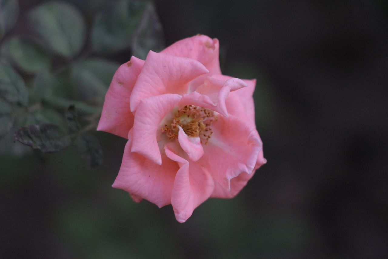 a close up of a single pink rose blossom with soft petals and dark bac