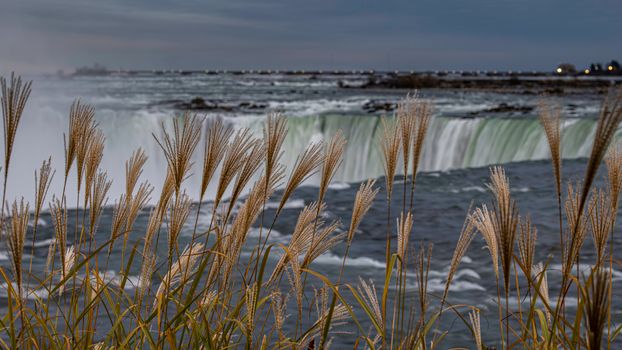 Tall grasses frame a stunning view of Niagara Falls under a cloudy sky.