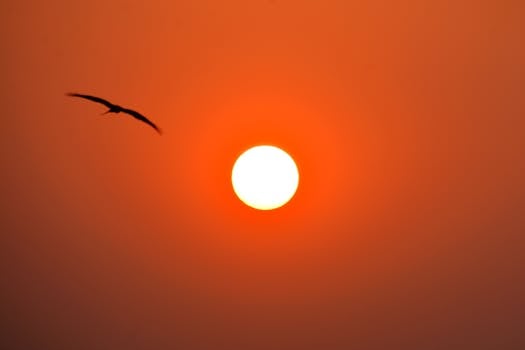 A solitary bird flies against the radiant orange hues of sunrise in Mumbai, India.